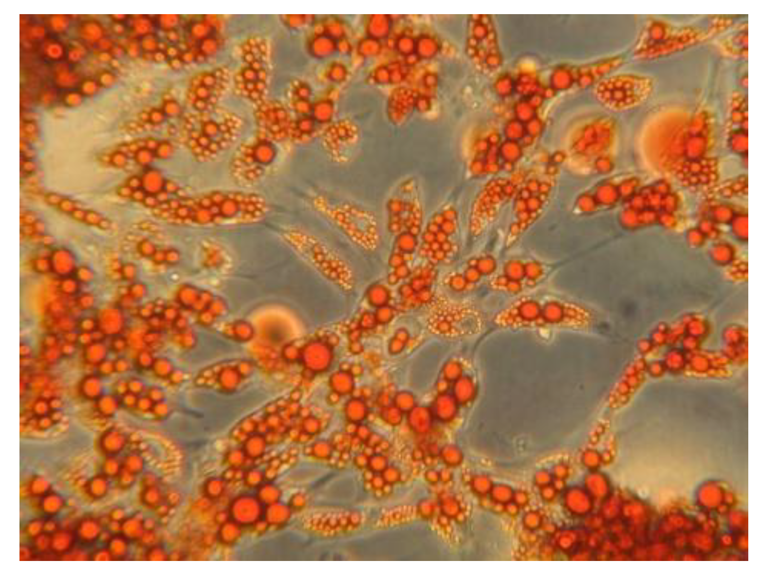 Biomedicines 11 01194 g001