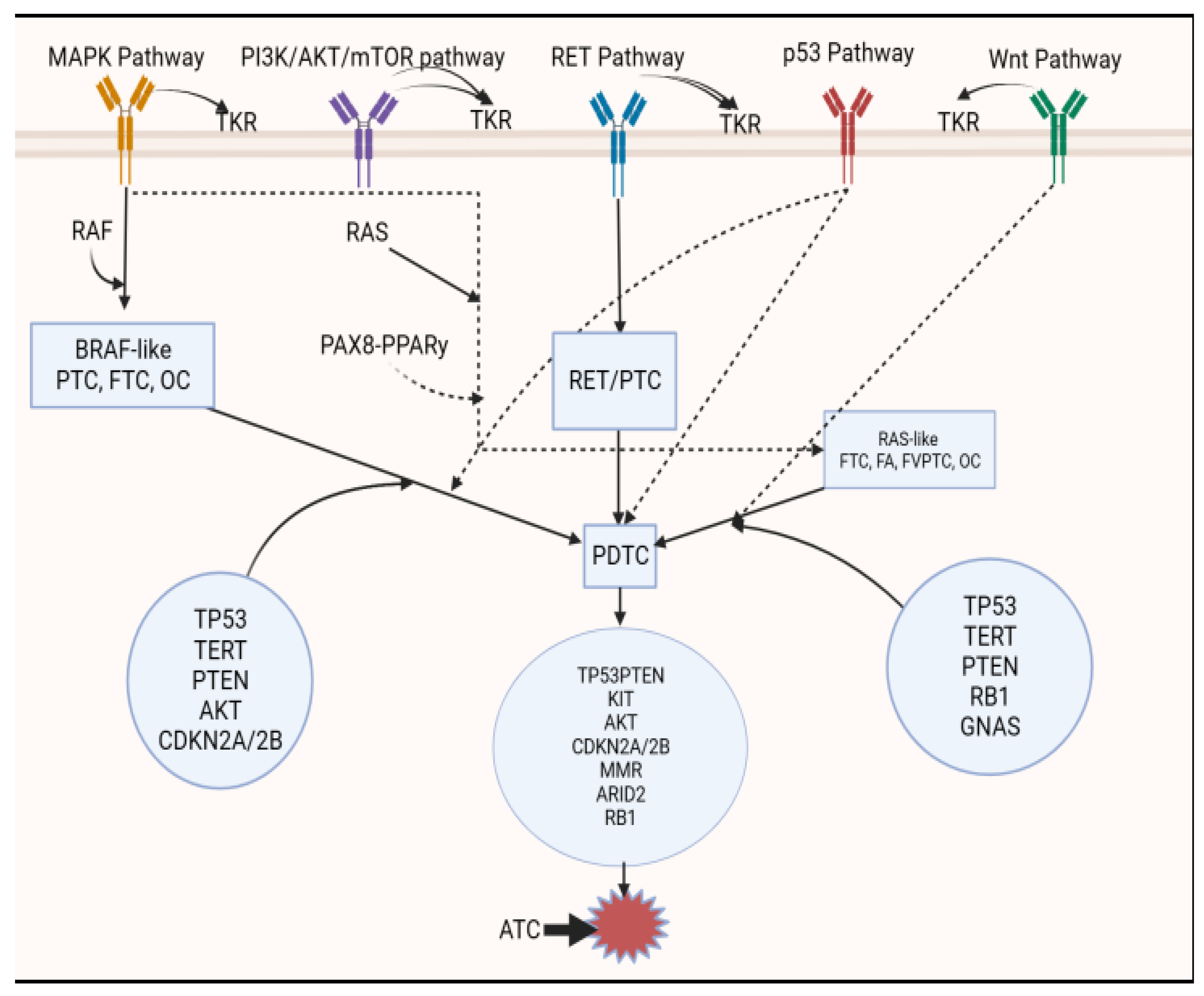 Biomedicines 11 01217 g002 Biomedicines 11 01217 g002