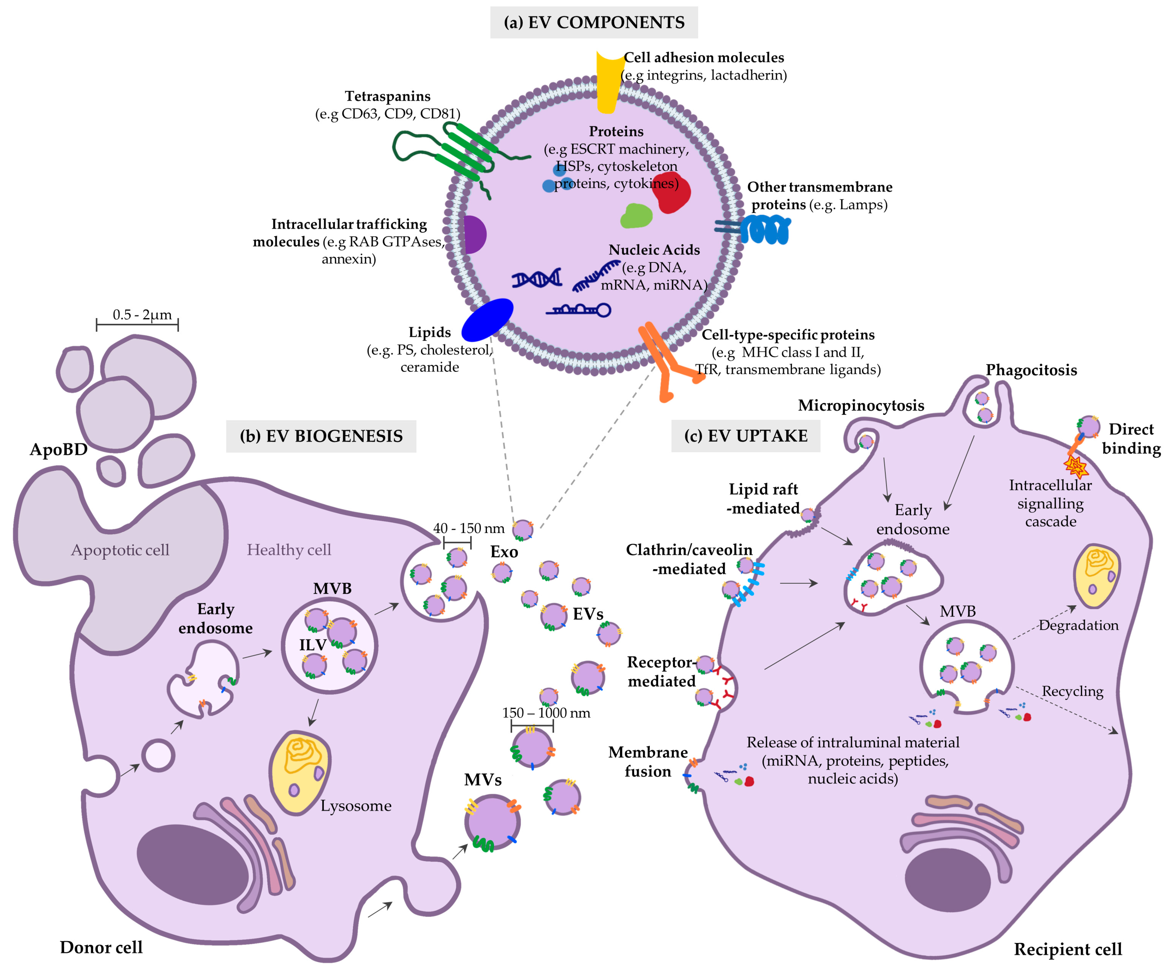 Biomedicines 11 01231 g001 Biomedicines 11 01231 g001