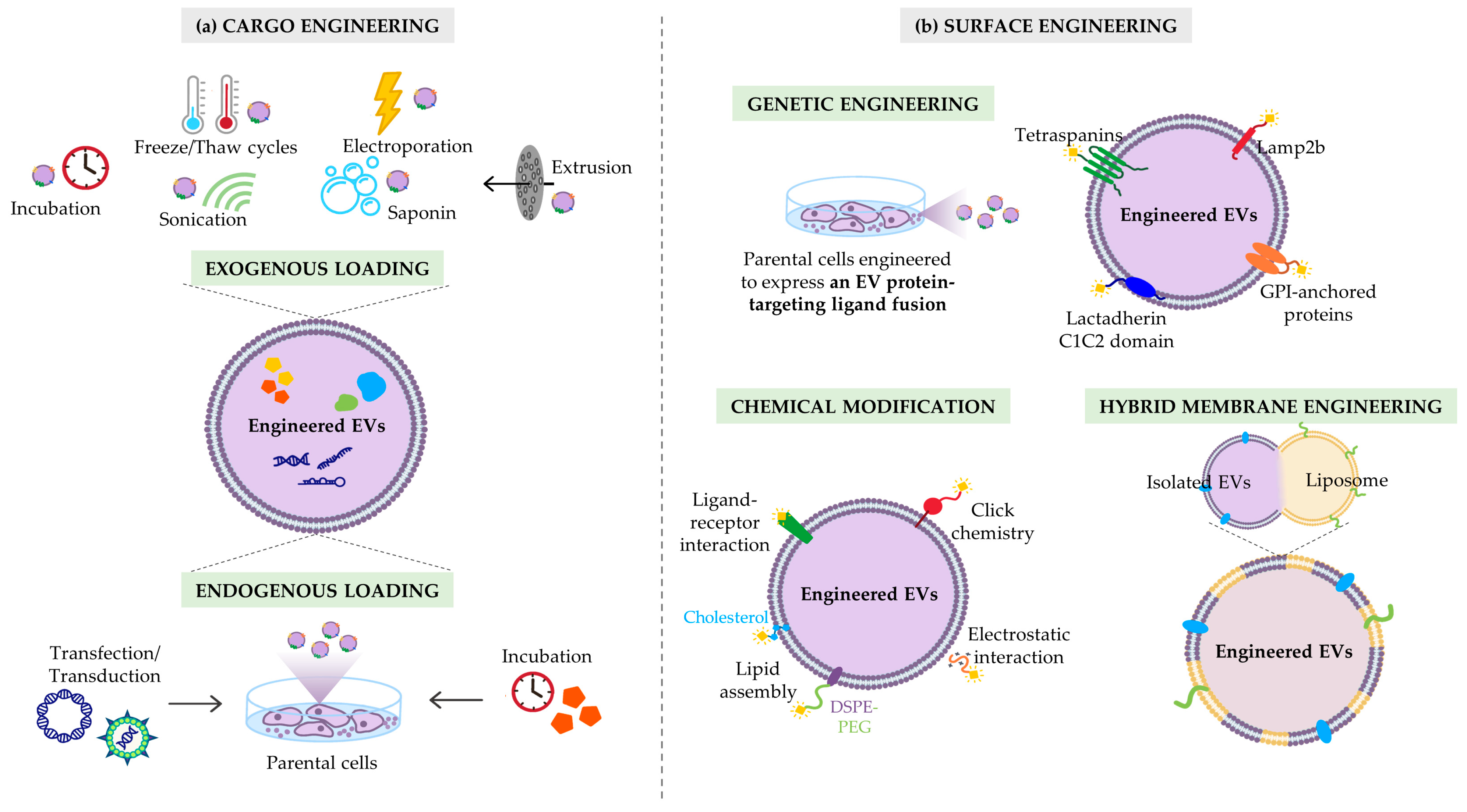 Biomedicines 11 01231 g002 Biomedicines 11 01231 g002