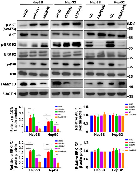 Biomedicines 11 01232 g006a Biomedicines 11 01232 g006a