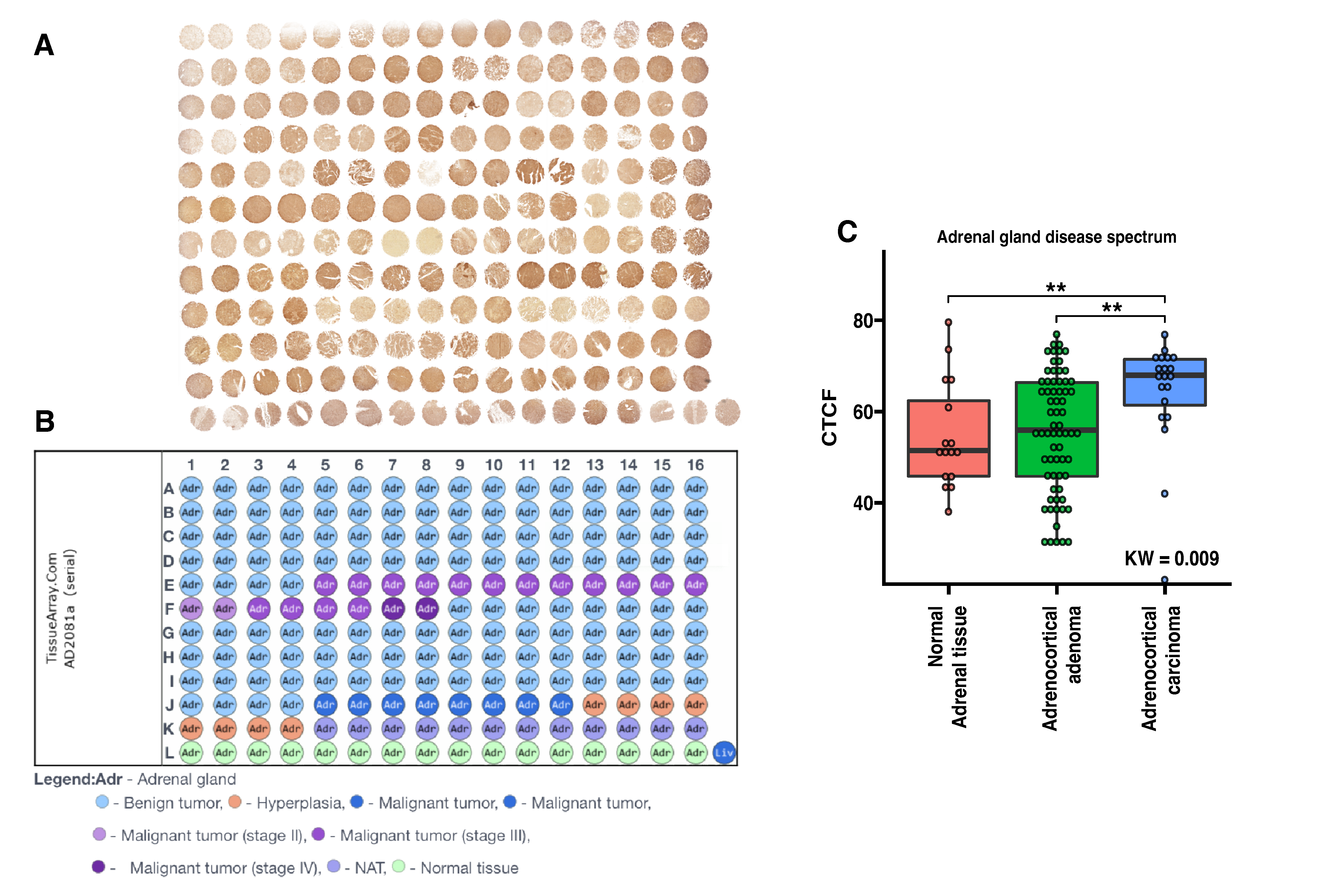 Biomedicines 11 01233 g010