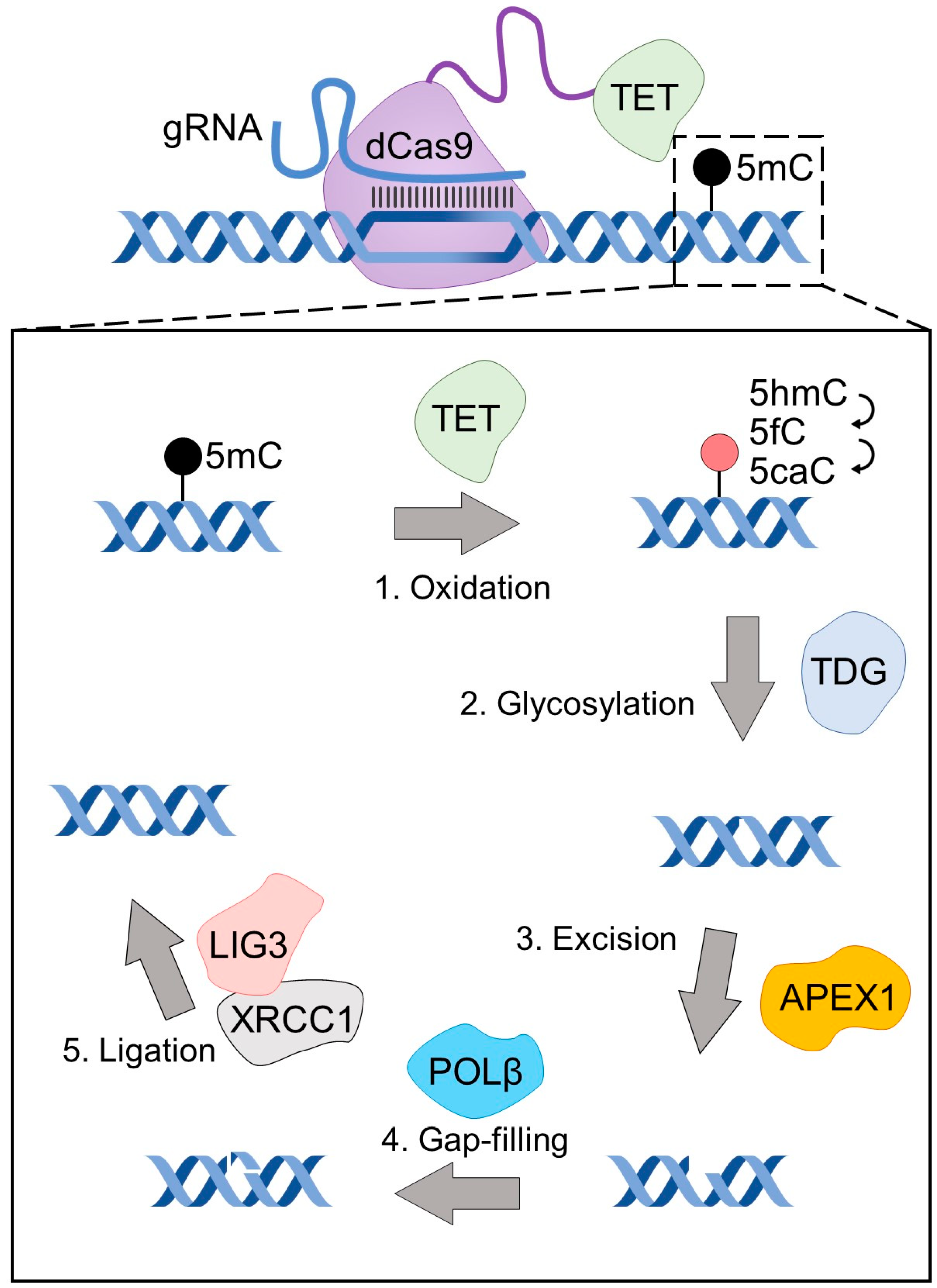 Biomedicines 11 01238 g001