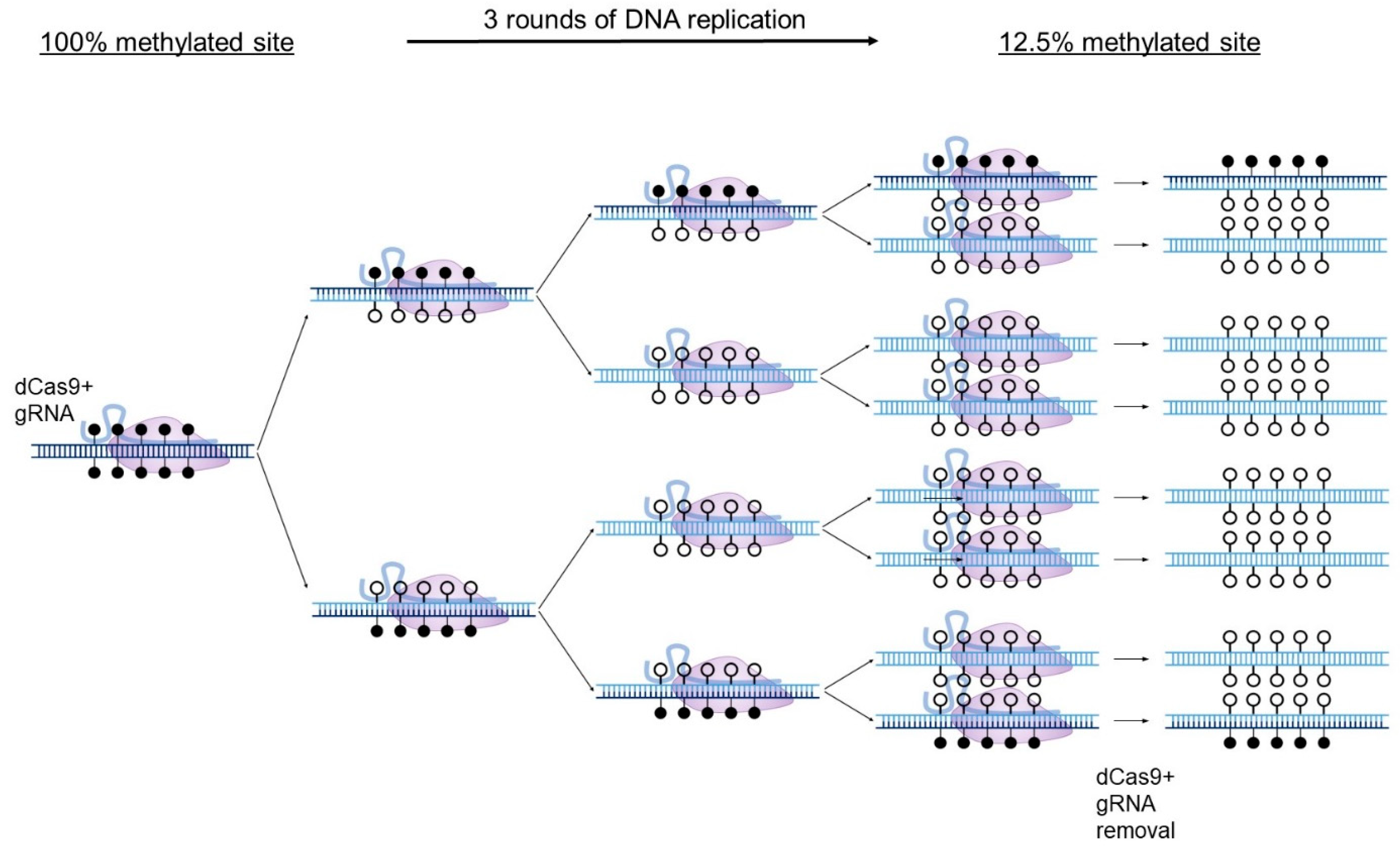 Biomedicines 11 01238 g002