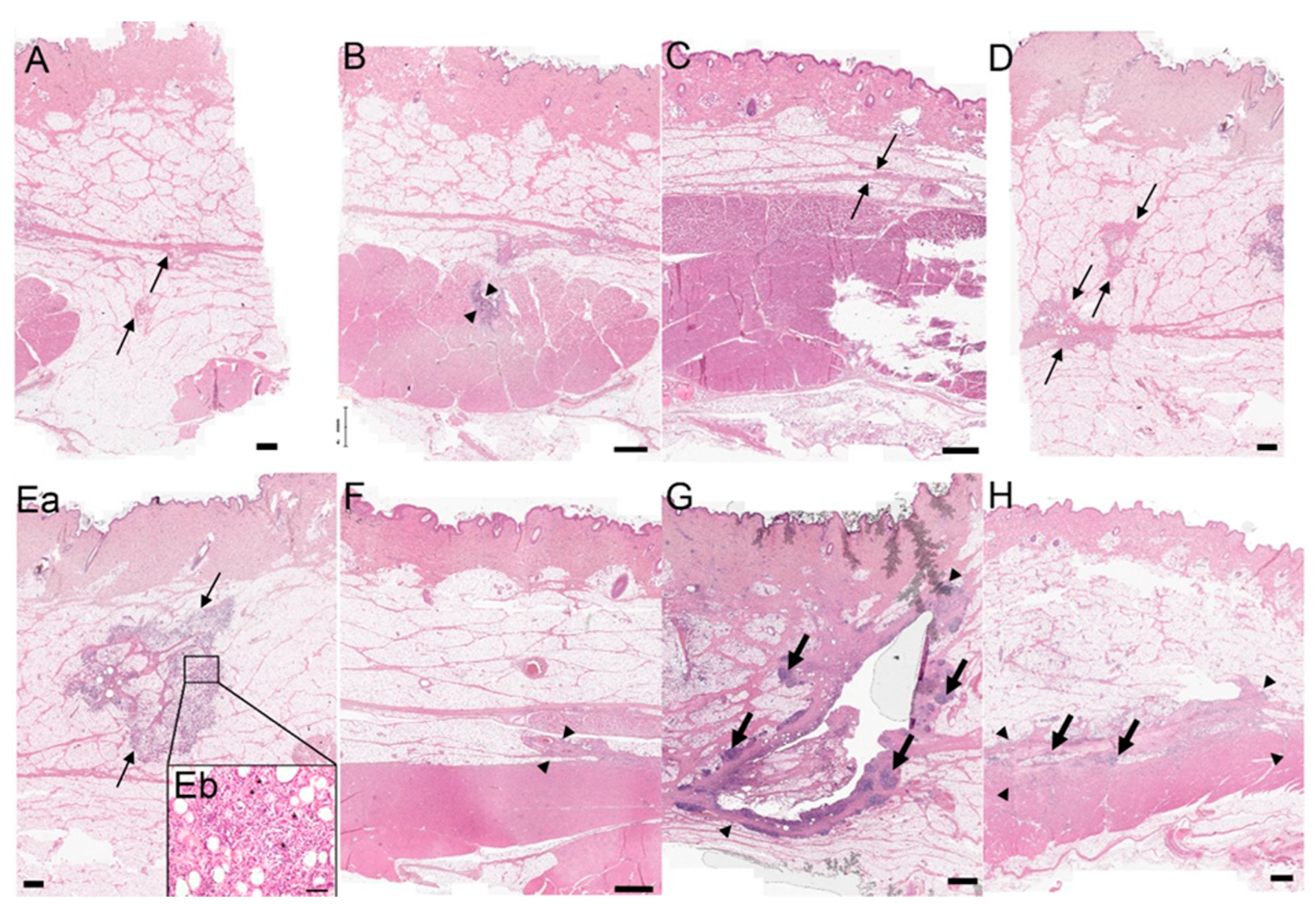 Biomedicines 11 01244 g012