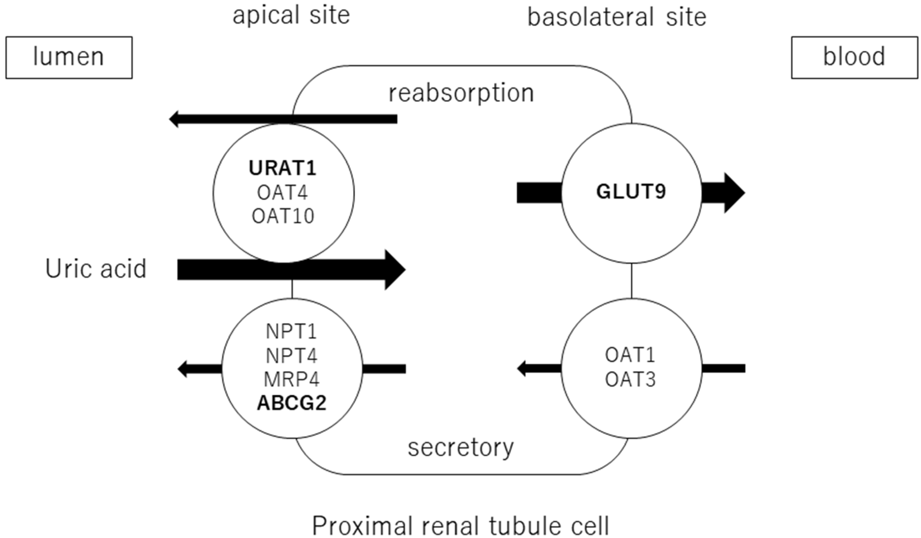 Biomedicines 11 01255 g001