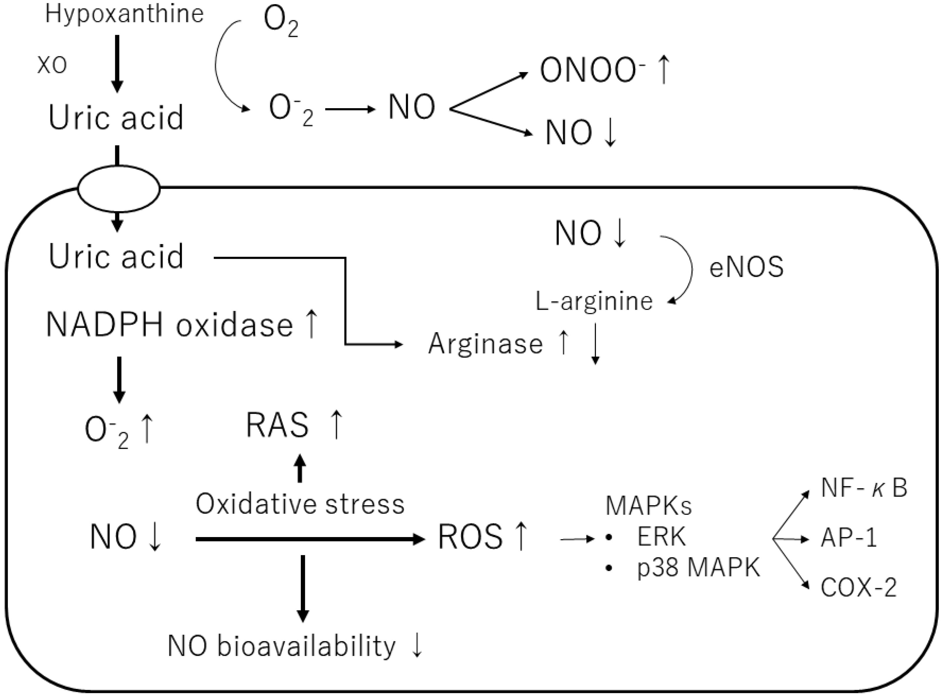 Biomedicines 11 01255 g003