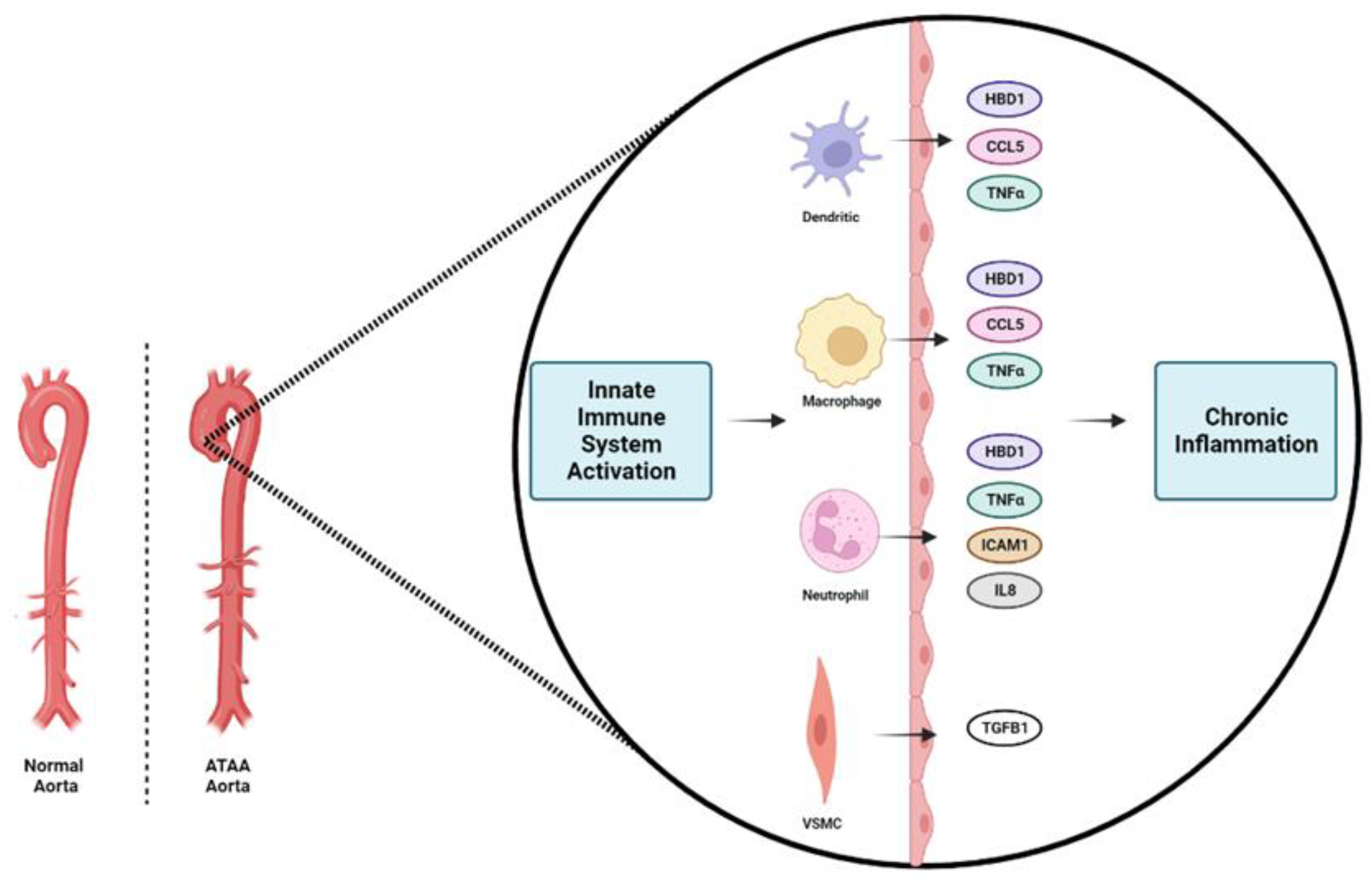 Biomedicines 11 01273 g007