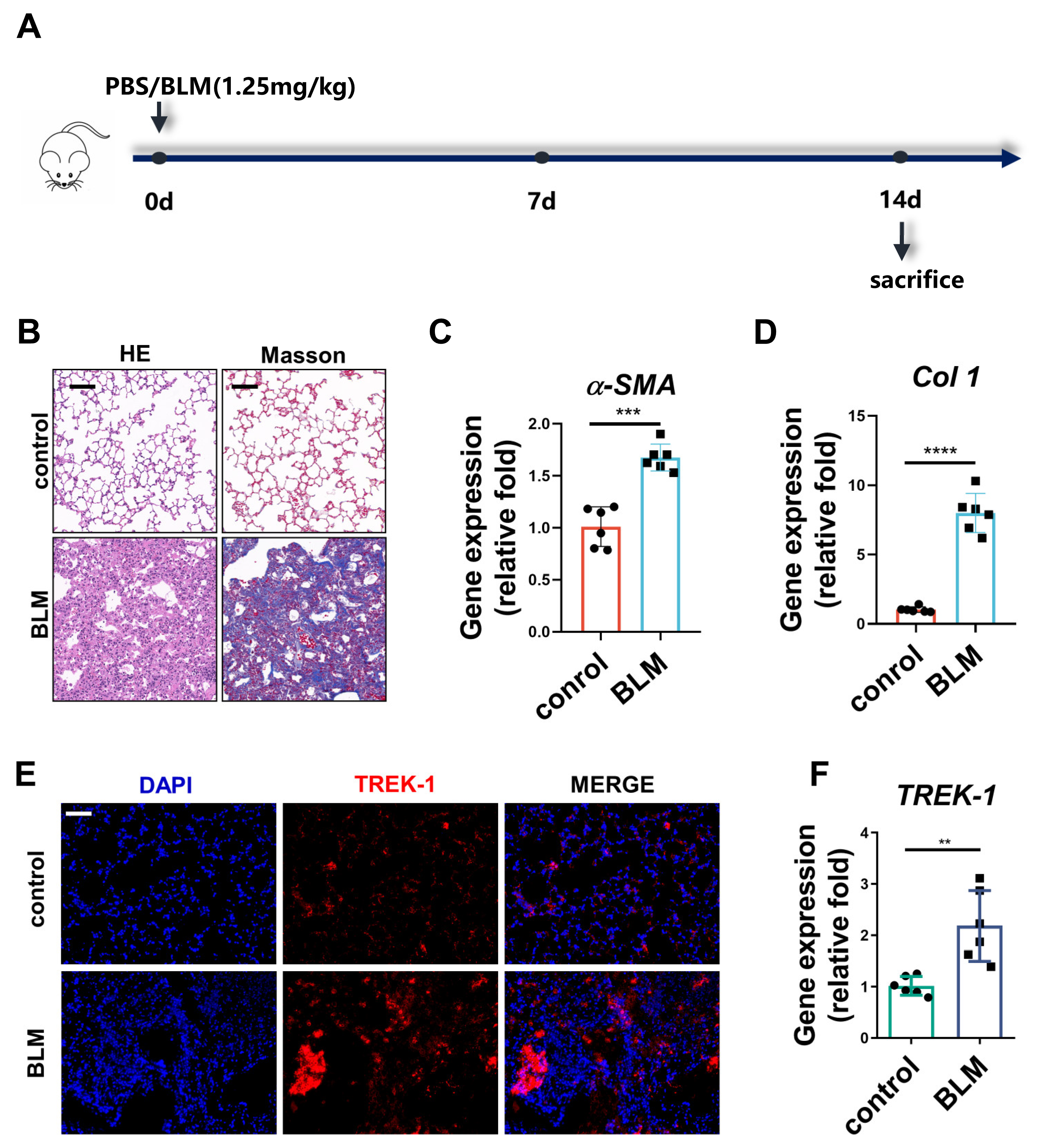 Biomedicines 11 01279 g001