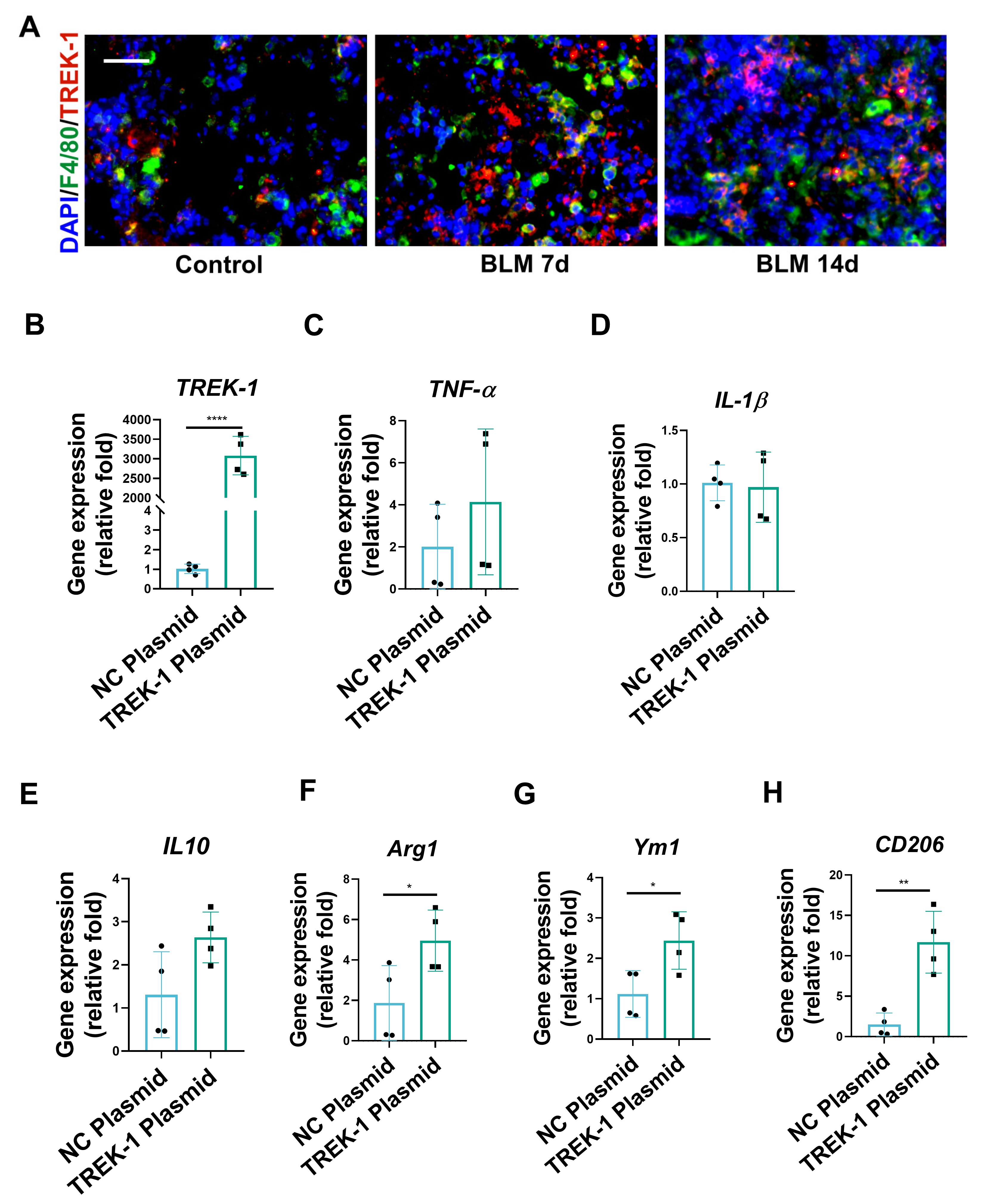 Biomedicines 11 01279 g004