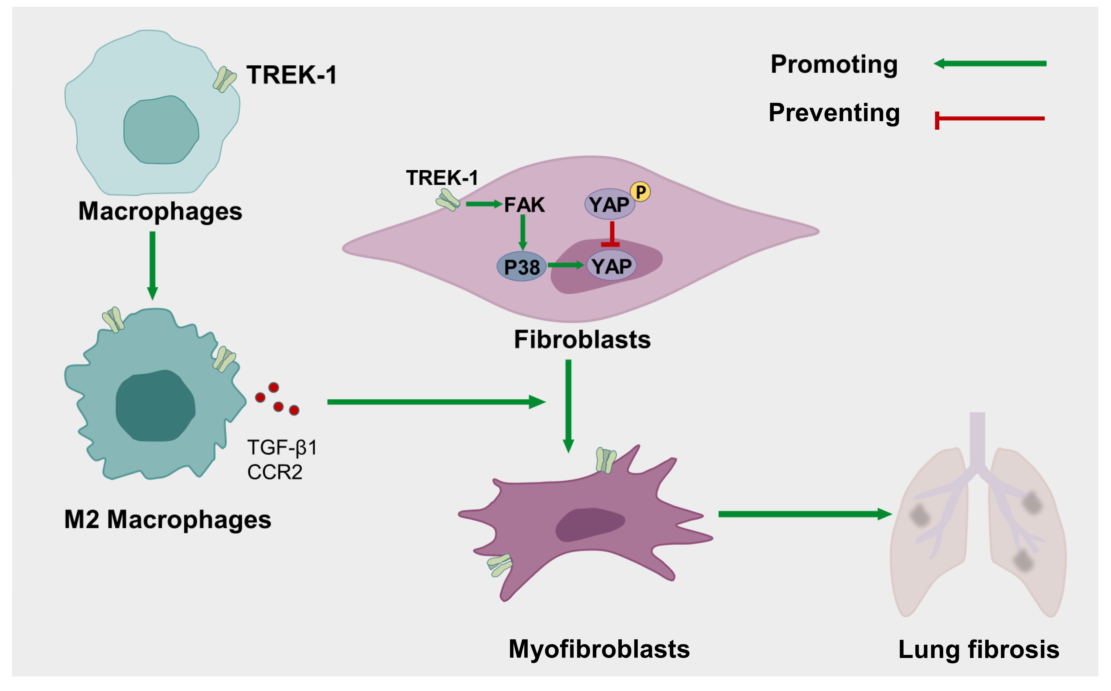 Biomedicines 11 01279 g008