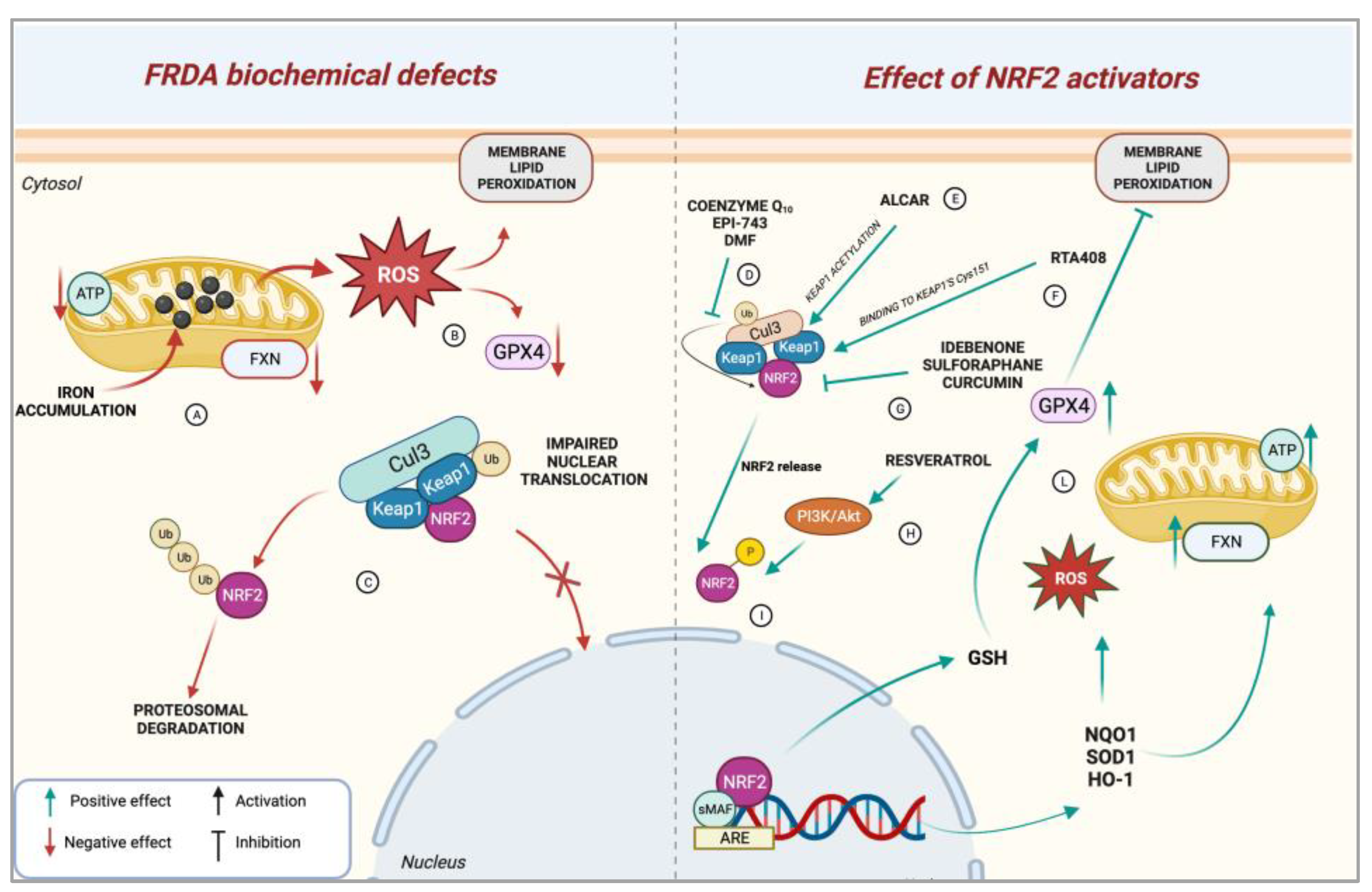 Biomedicines 11 01293 g001 Biomedicines 11 01293 g001