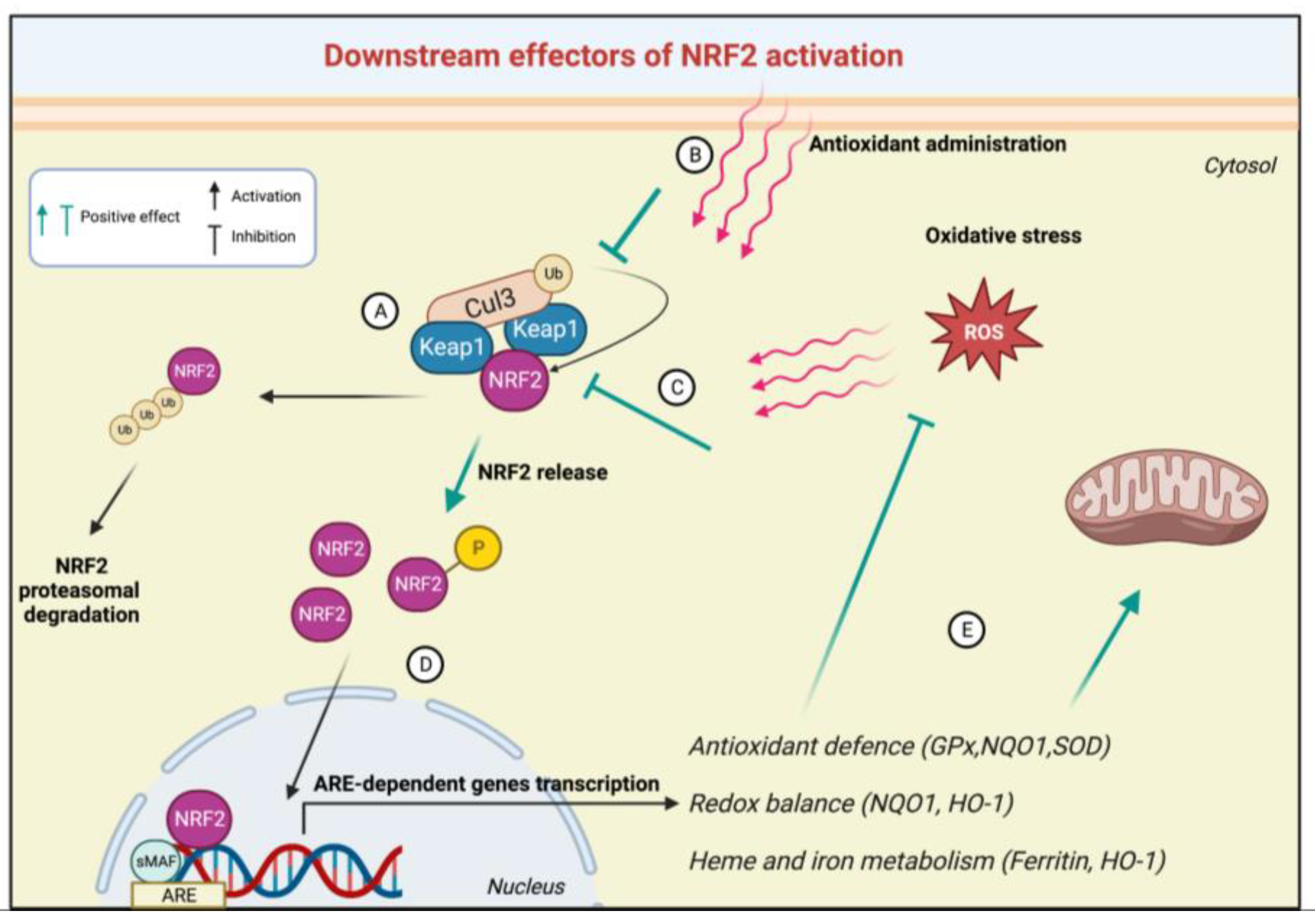 Biomedicines 11 01293 g002 Biomedicines 11 01293 g002