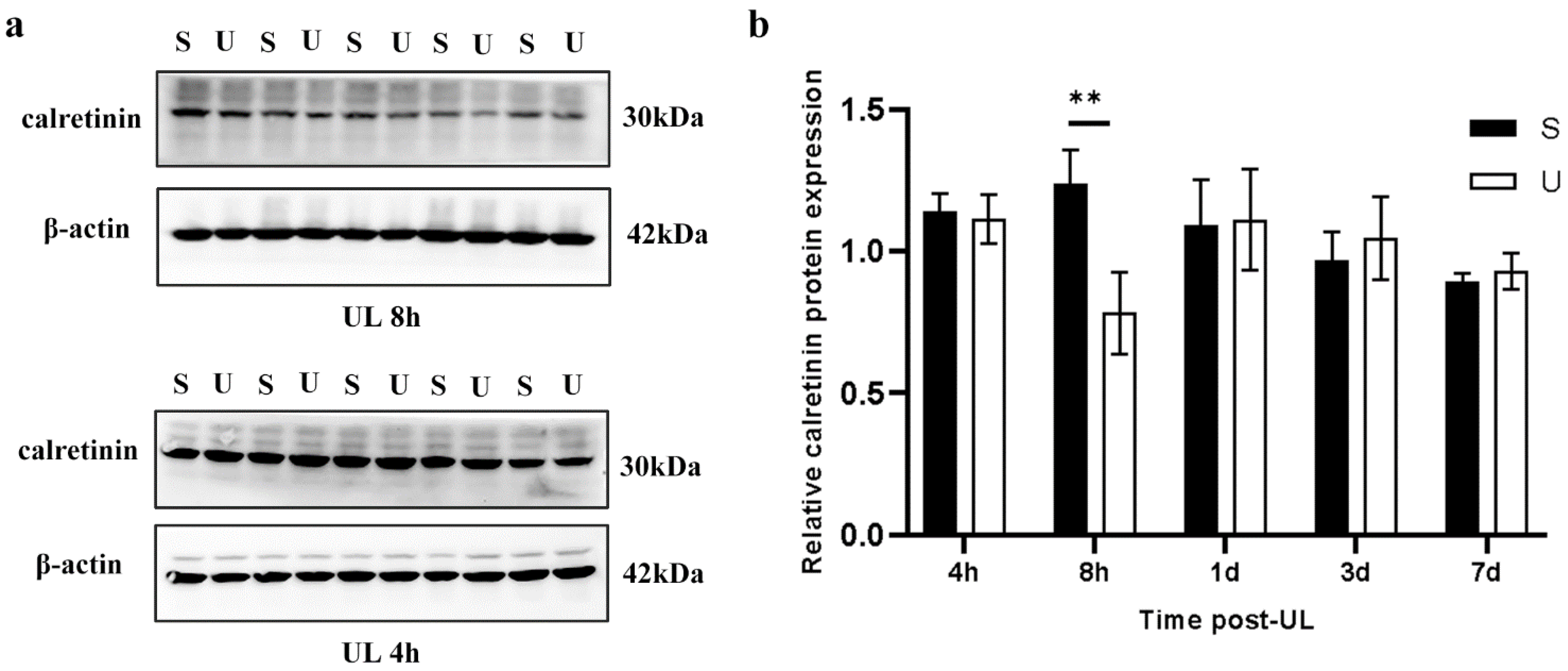 Biomedicines 11 01298 g004