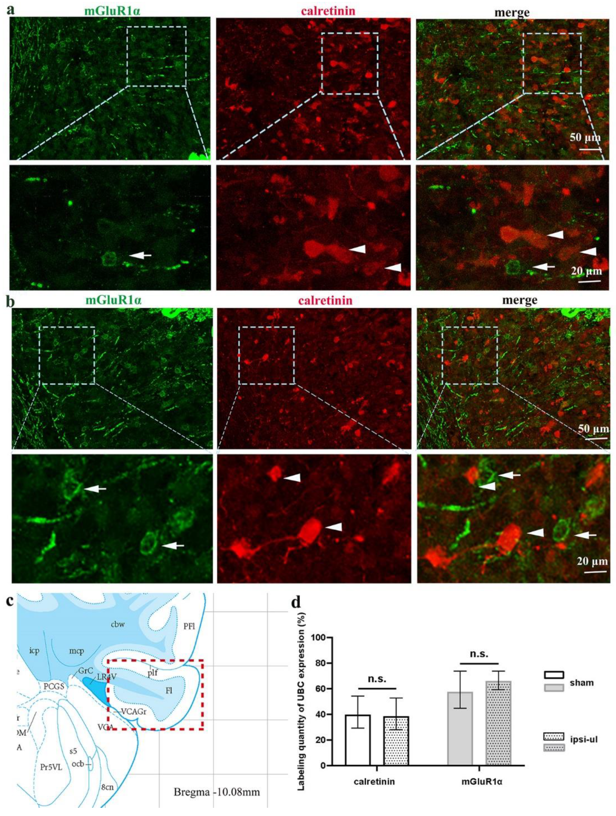 Biomedicines 11 01298 g005