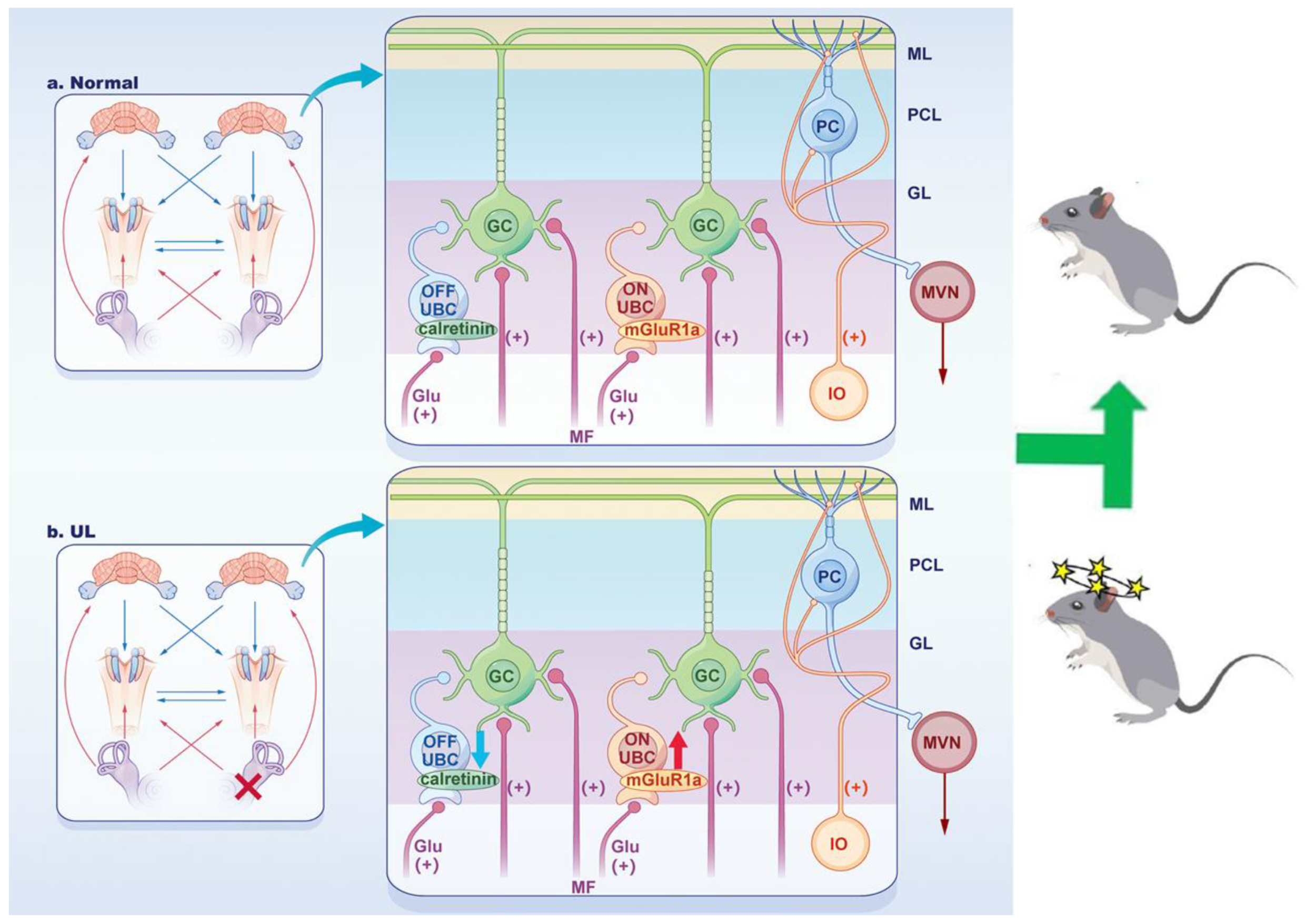 Biomedicines 11 01298 g006