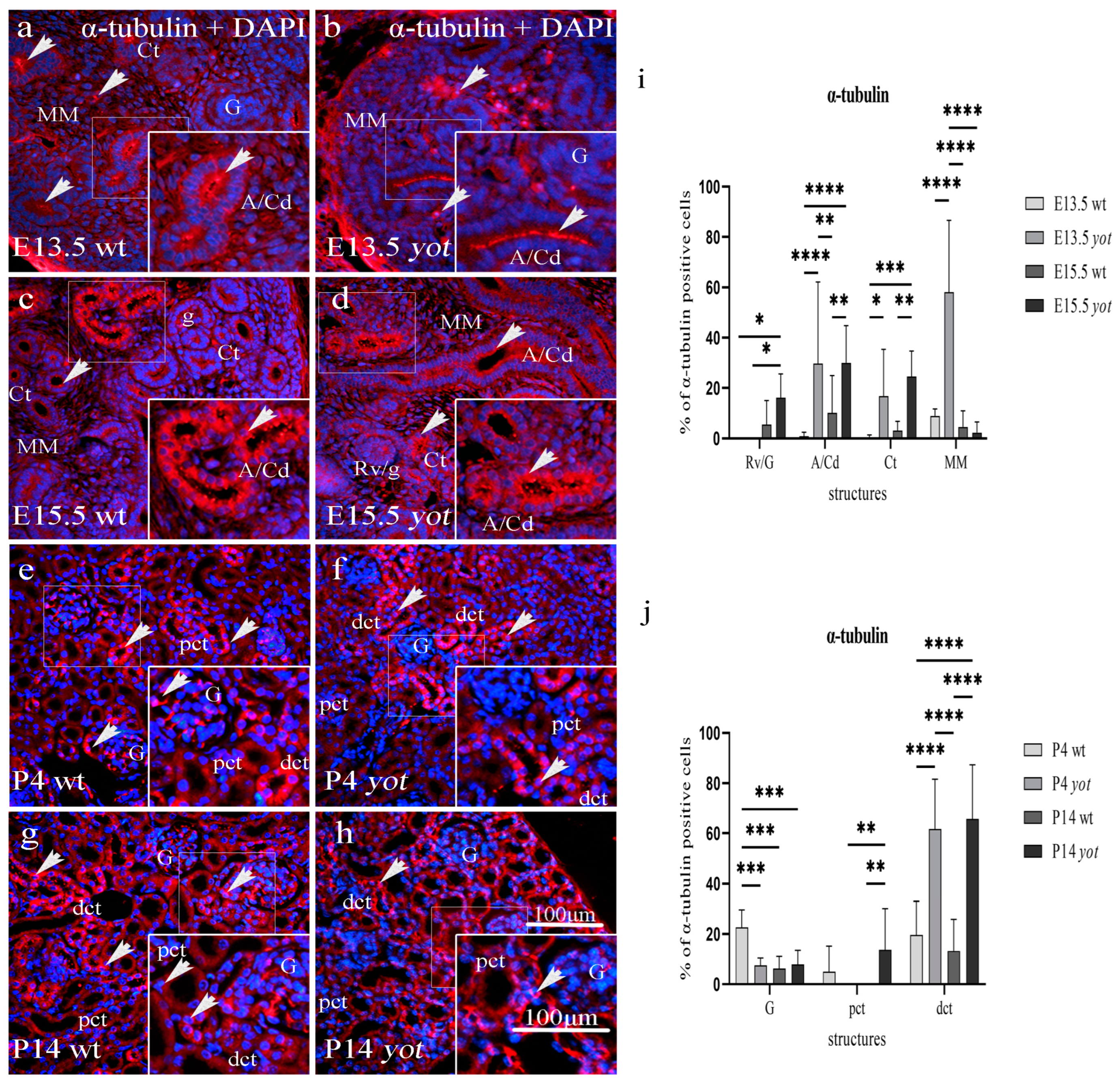 Biomedicines 11 01321 g001 Biomedicines 11 01321 g001