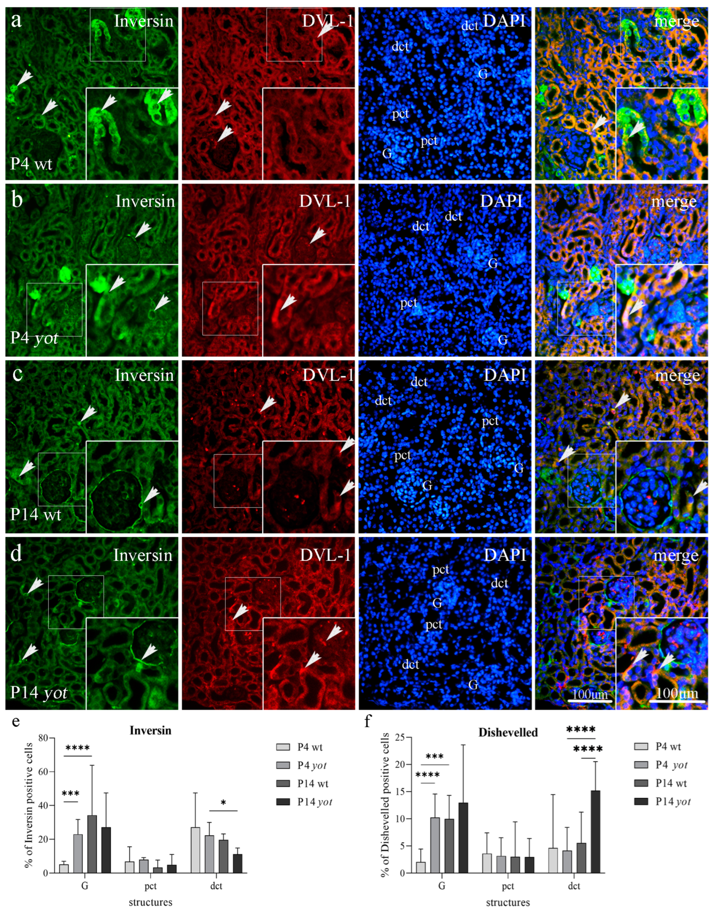 Biomedicines 11 01321 g003 Biomedicines 11 01321 g003