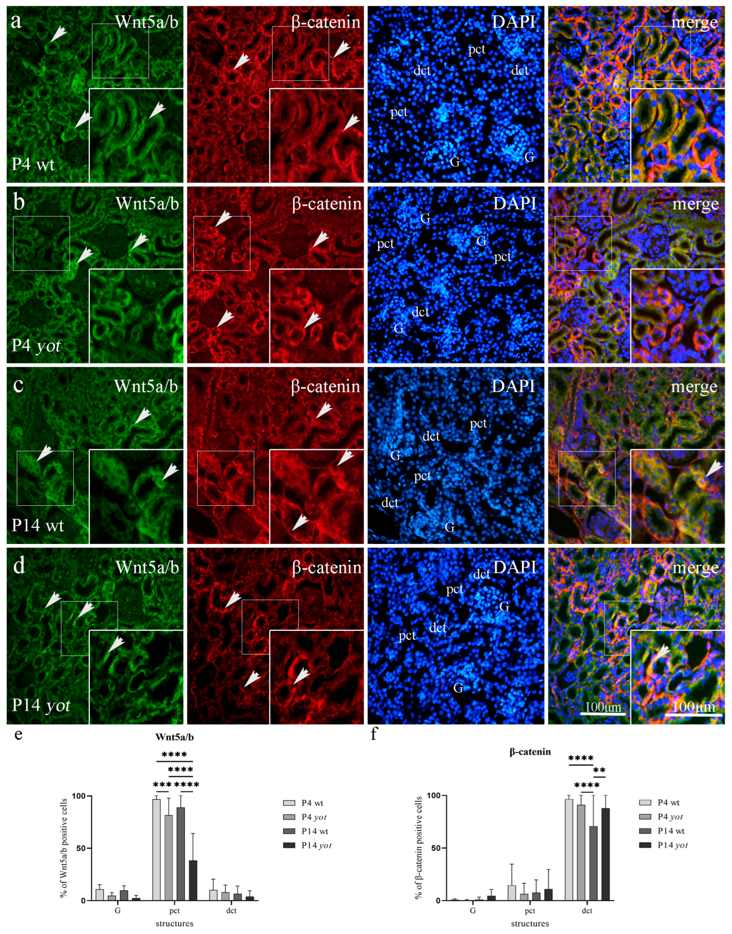 Biomedicines 11 01321 g005 Biomedicines 11 01321 g005