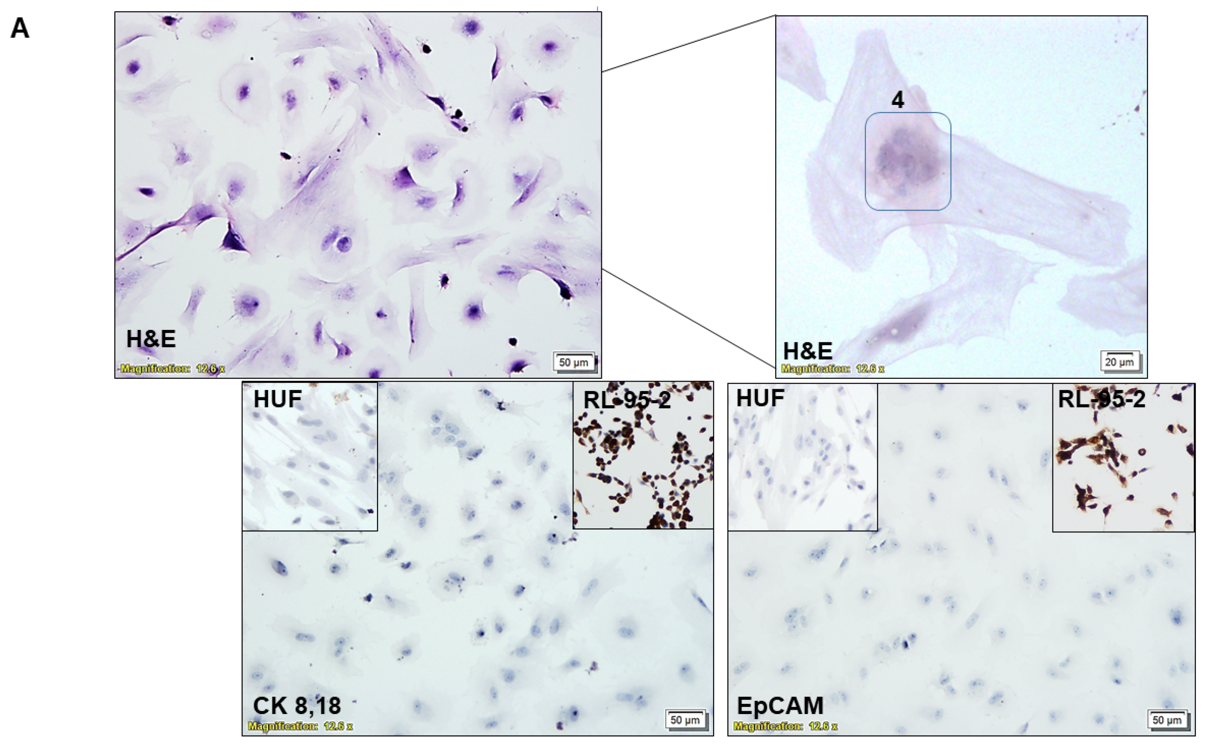 Biomedicines 11 01326 g002a