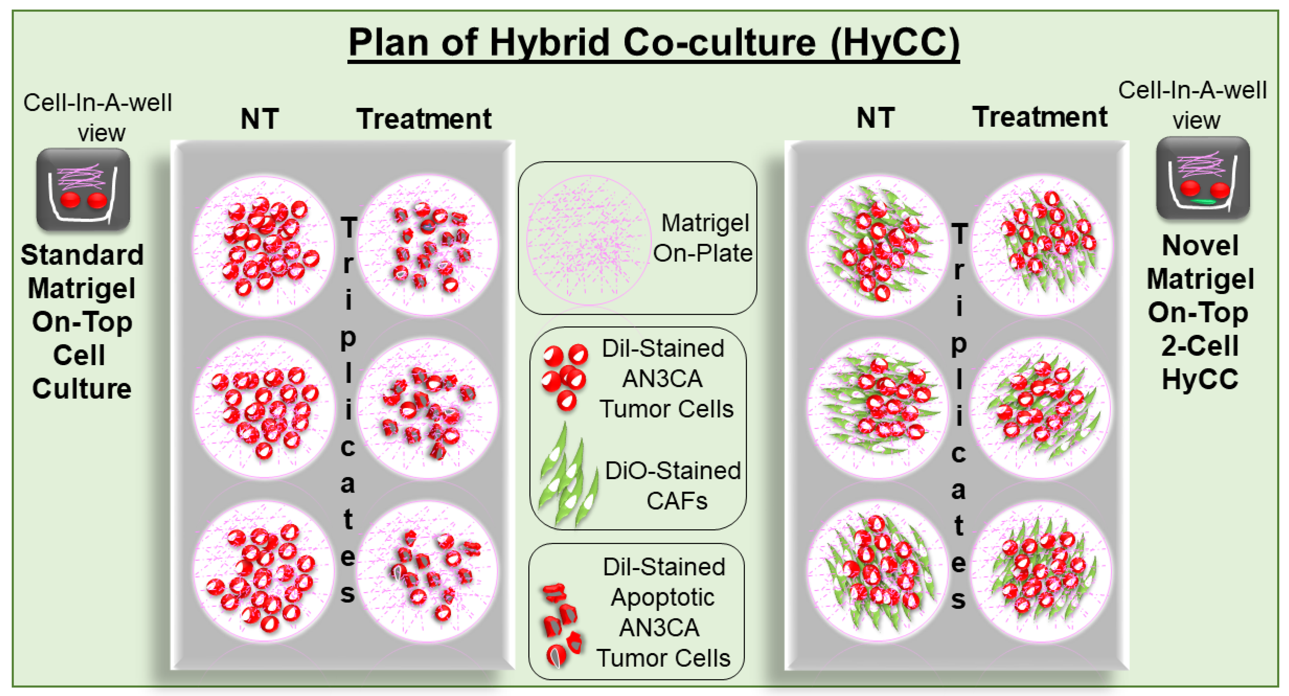 Biomedicines 11 01326 g003