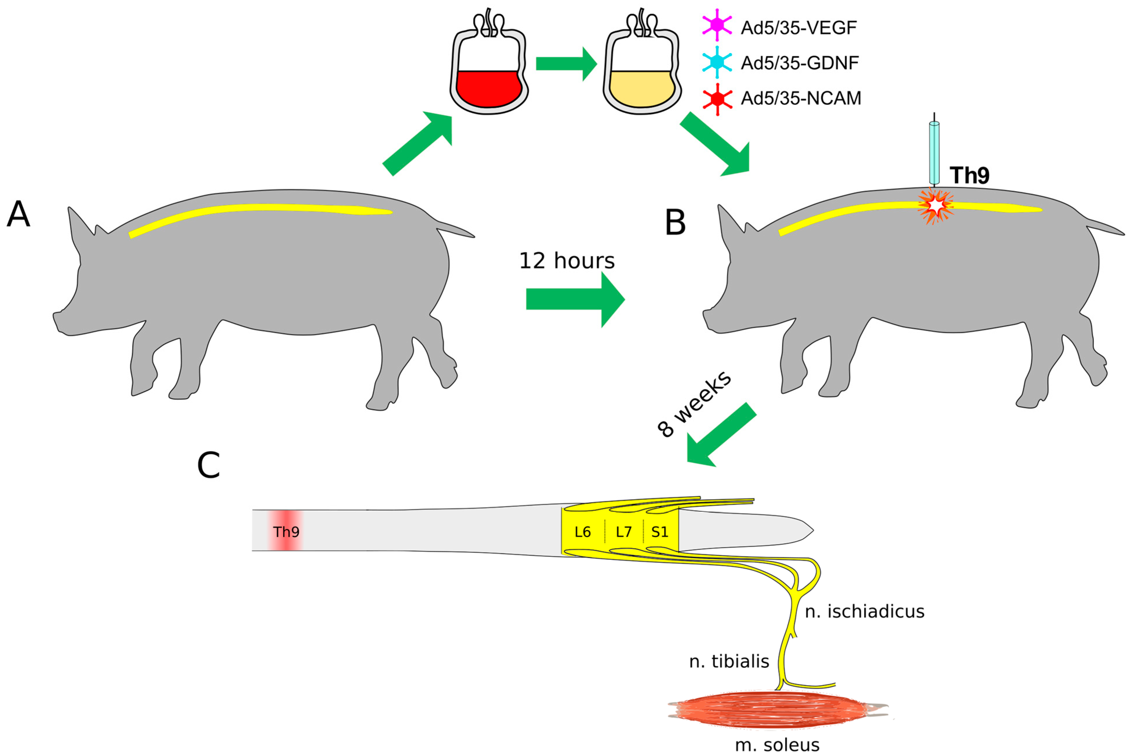 Biomedicines 11 01331 g001