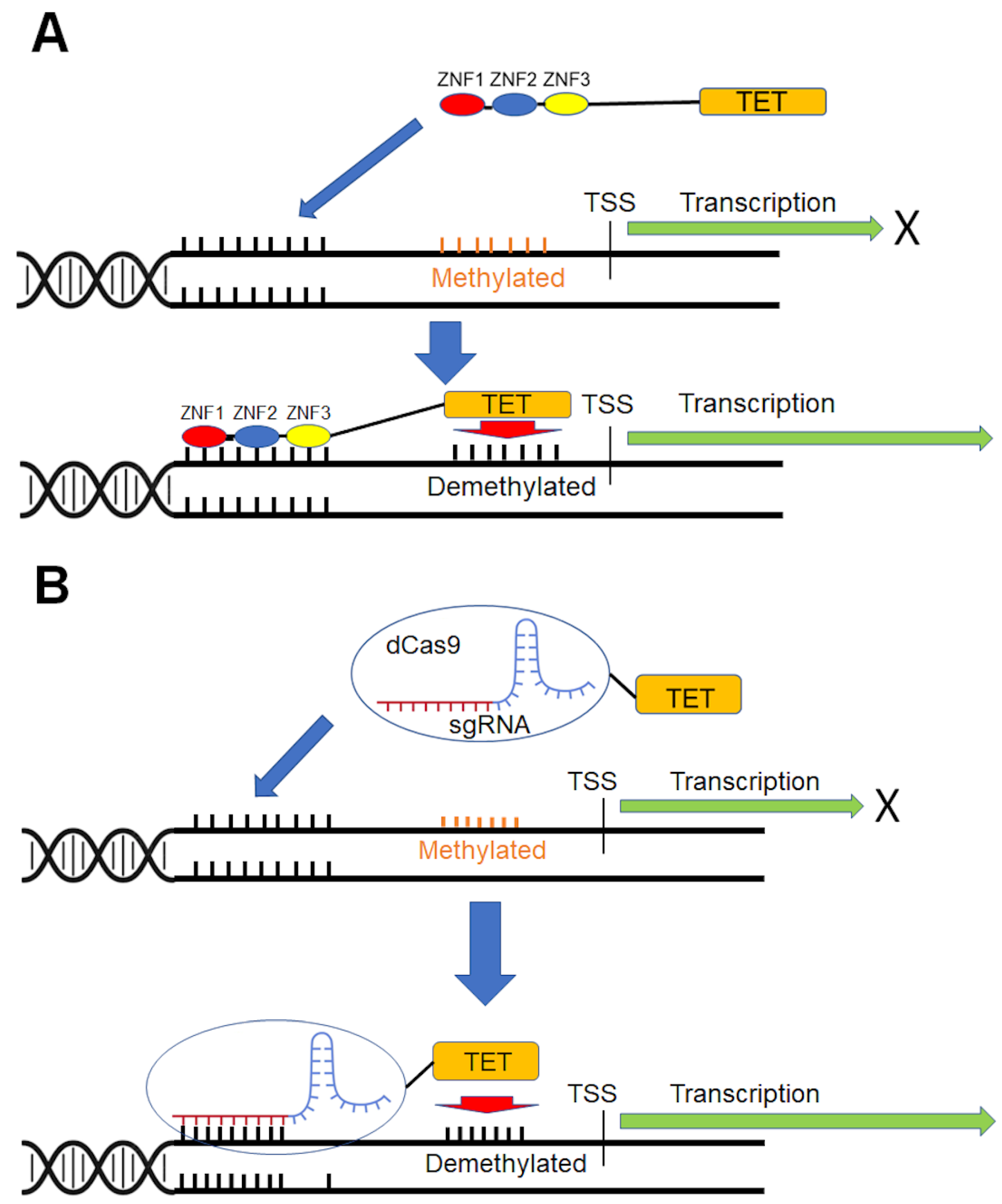 Biomedicines 11 01334 g001