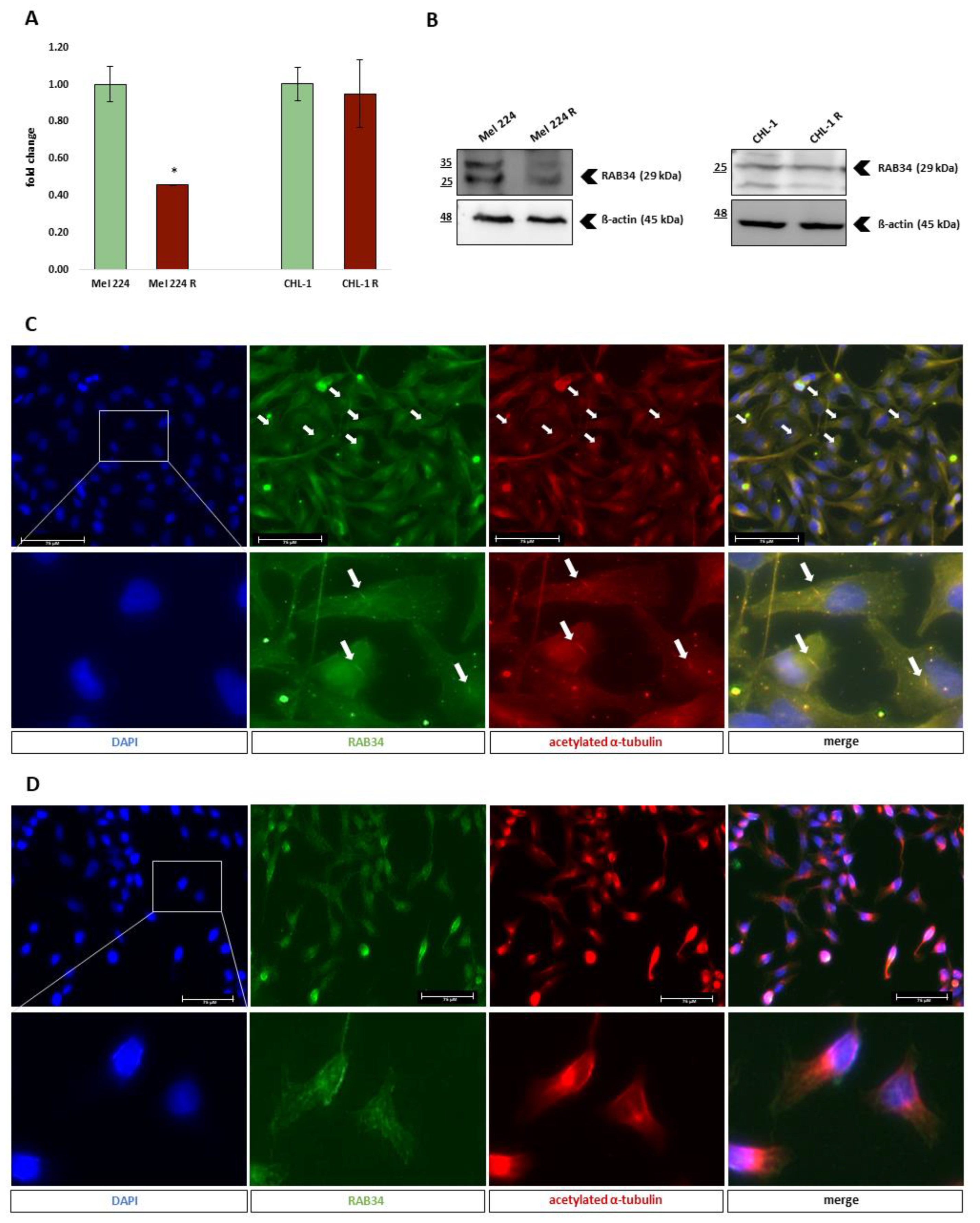 Biomedicines 11 01353 g005 Biomedicines 11 01353 g005
