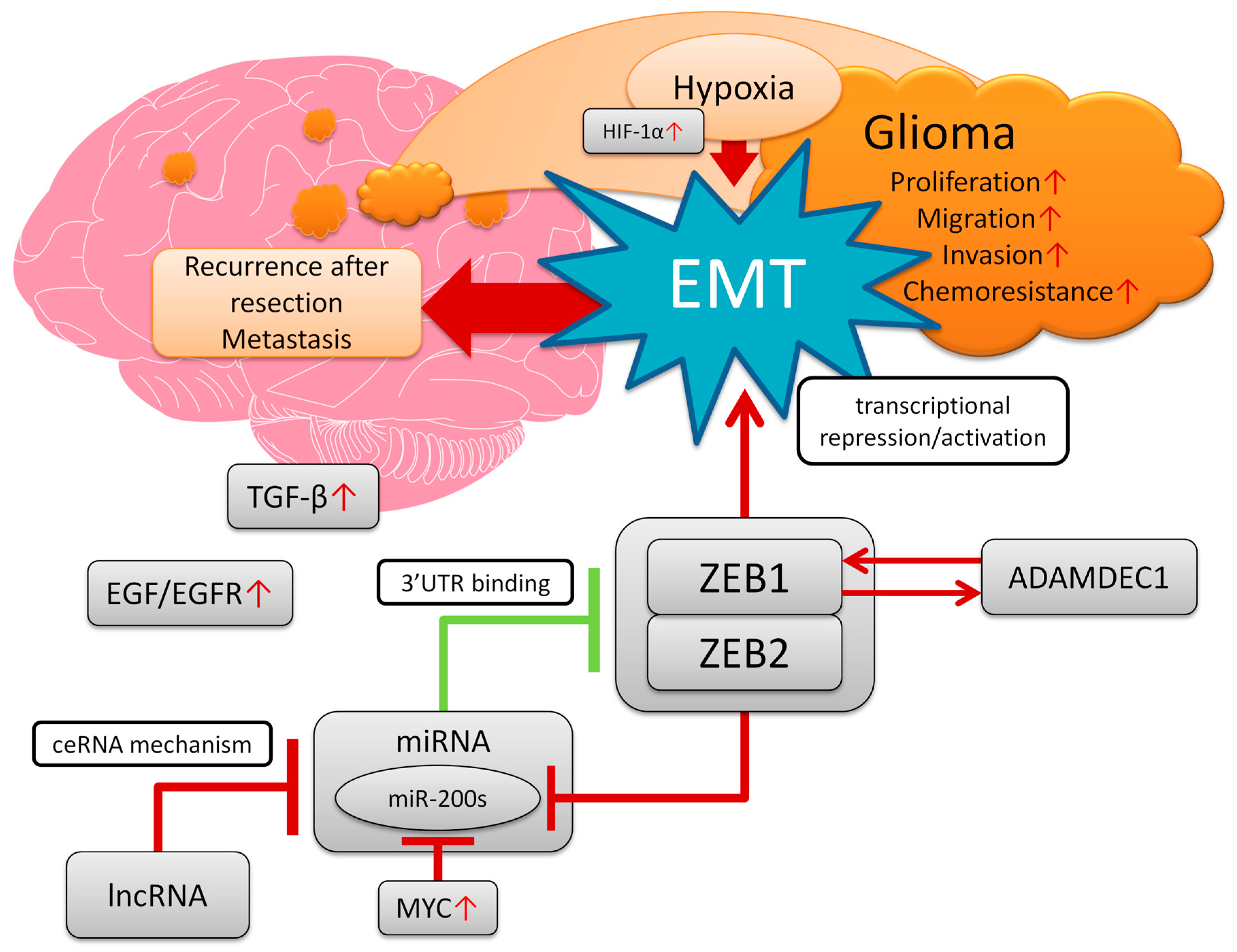 Biomedicines 11 01364 g001 Biomedicines 11 01364 g001