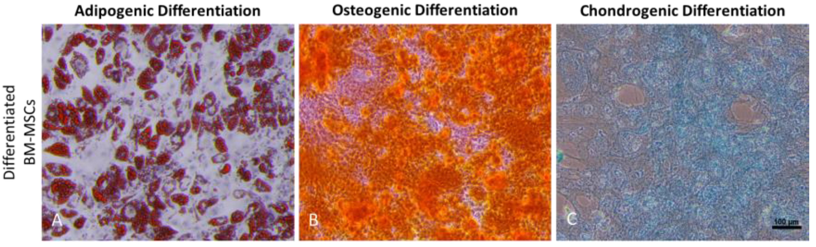Biomedicines 11 01372 g002
