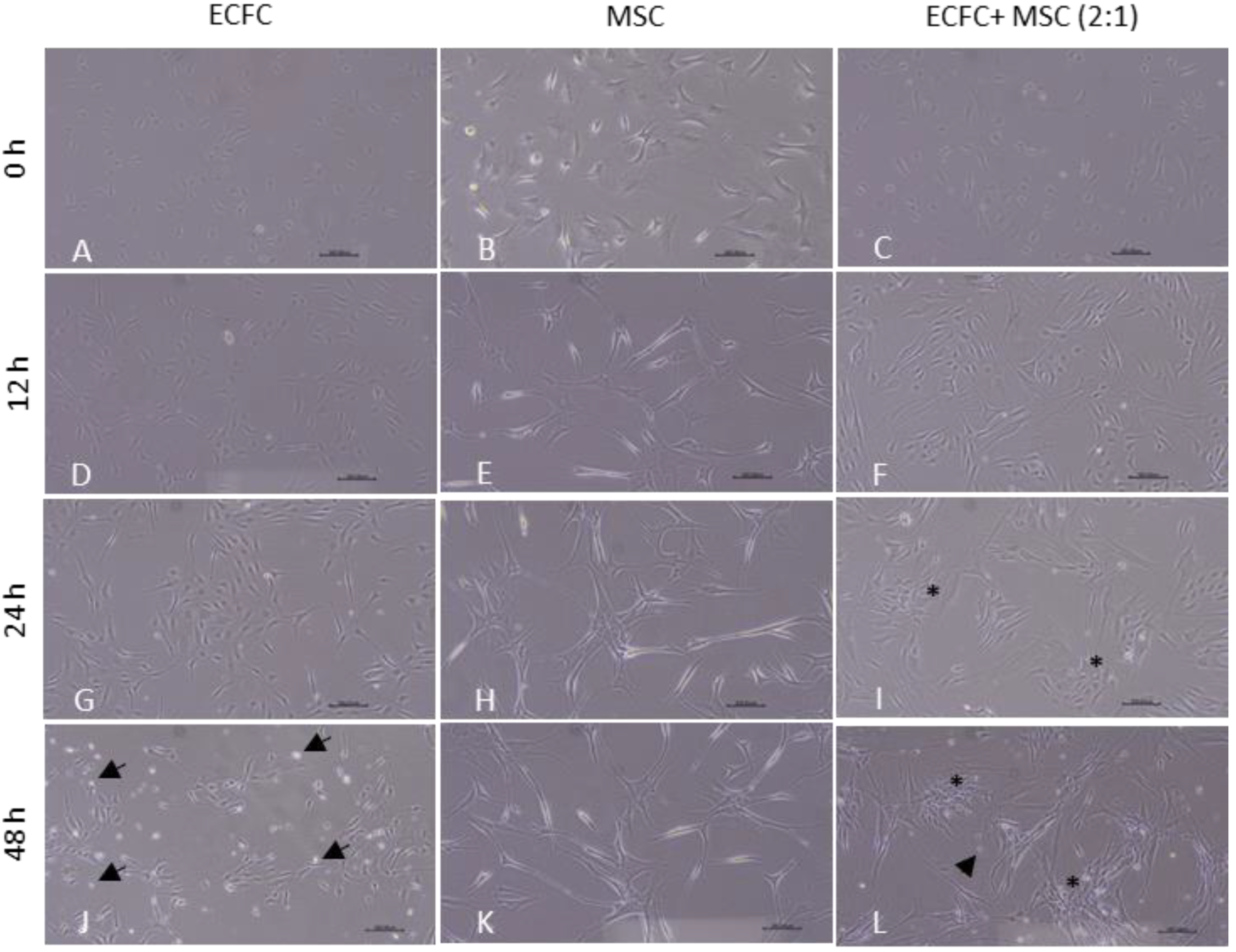 Biomedicines 11 01372 g003