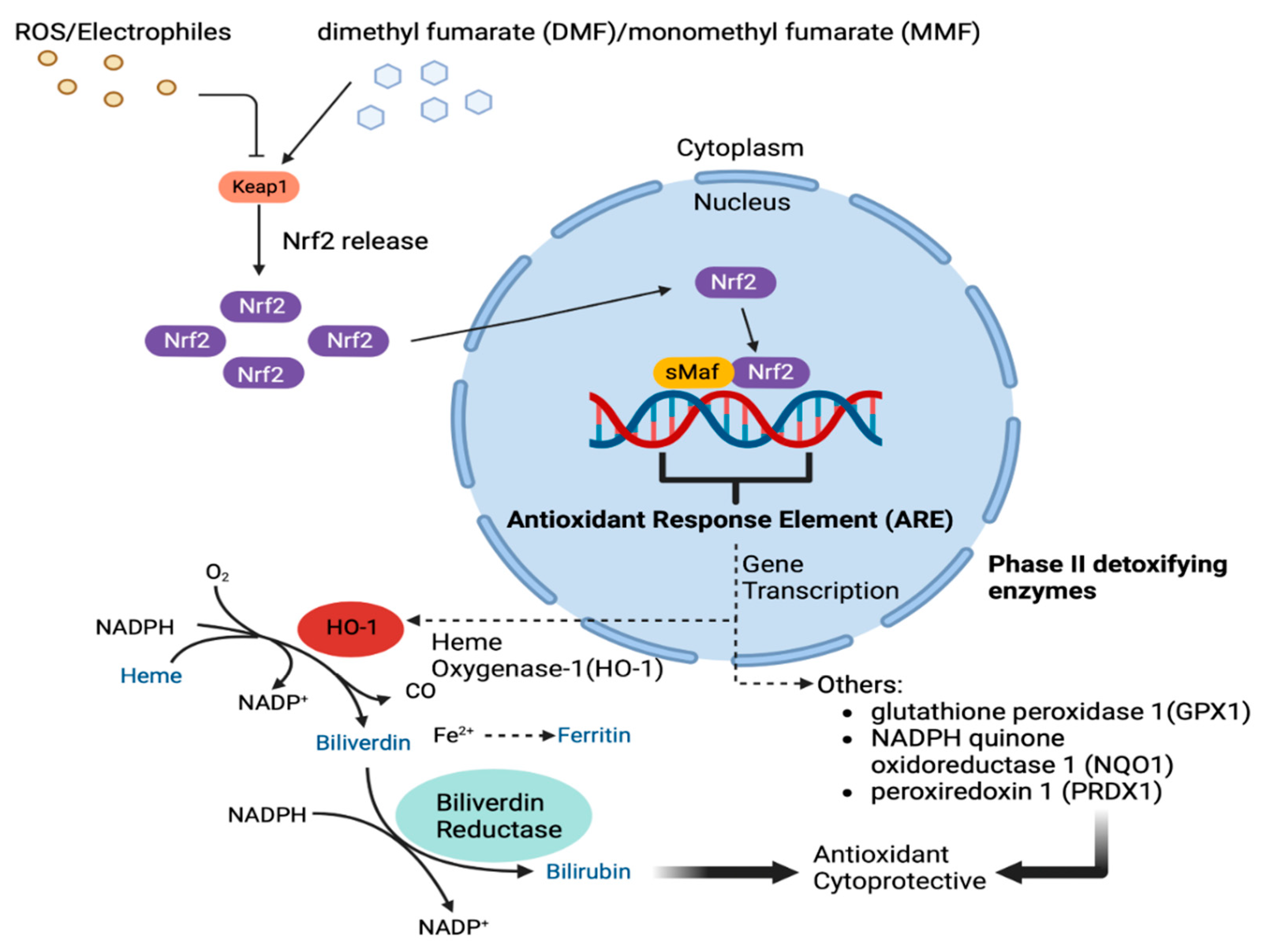 Biomedicines 11 01387 g001 Biomedicines 11 01387 g001