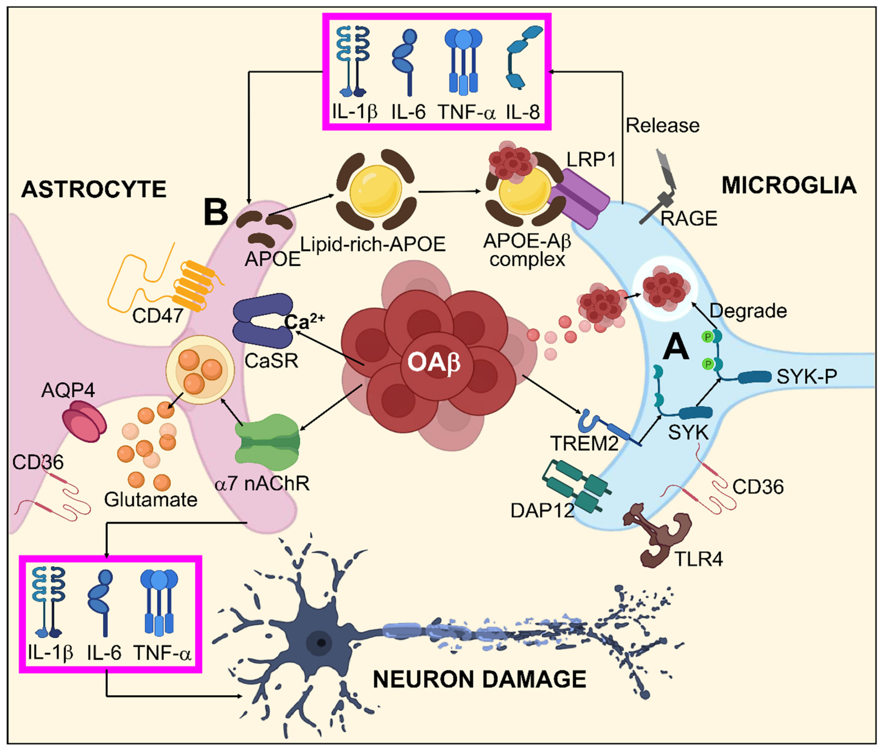 Biomedicines 11 01398 g003 Biomedicines 11 01398 g003