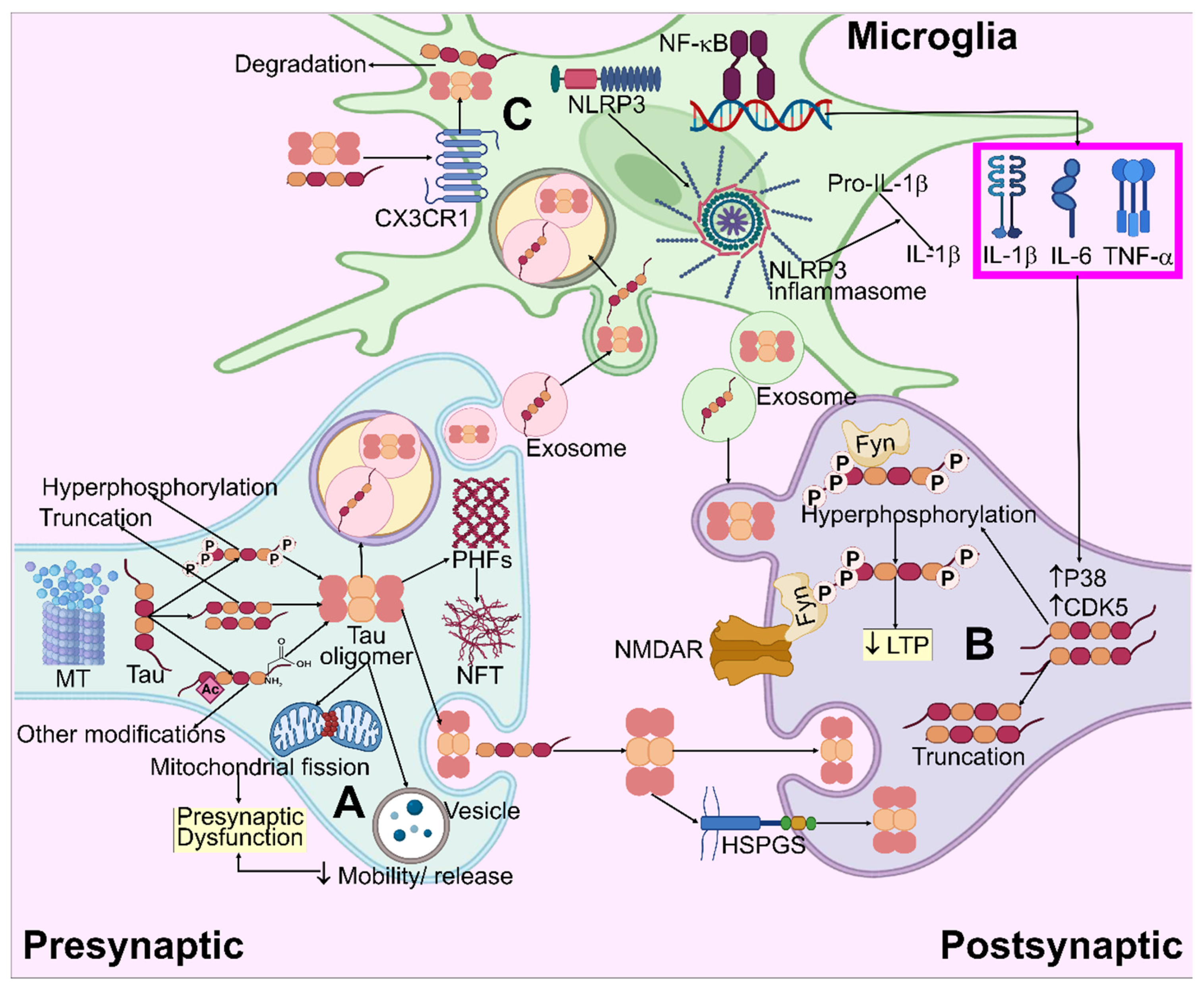 Biomedicines 11 01398 g005 Biomedicines 11 01398 g005