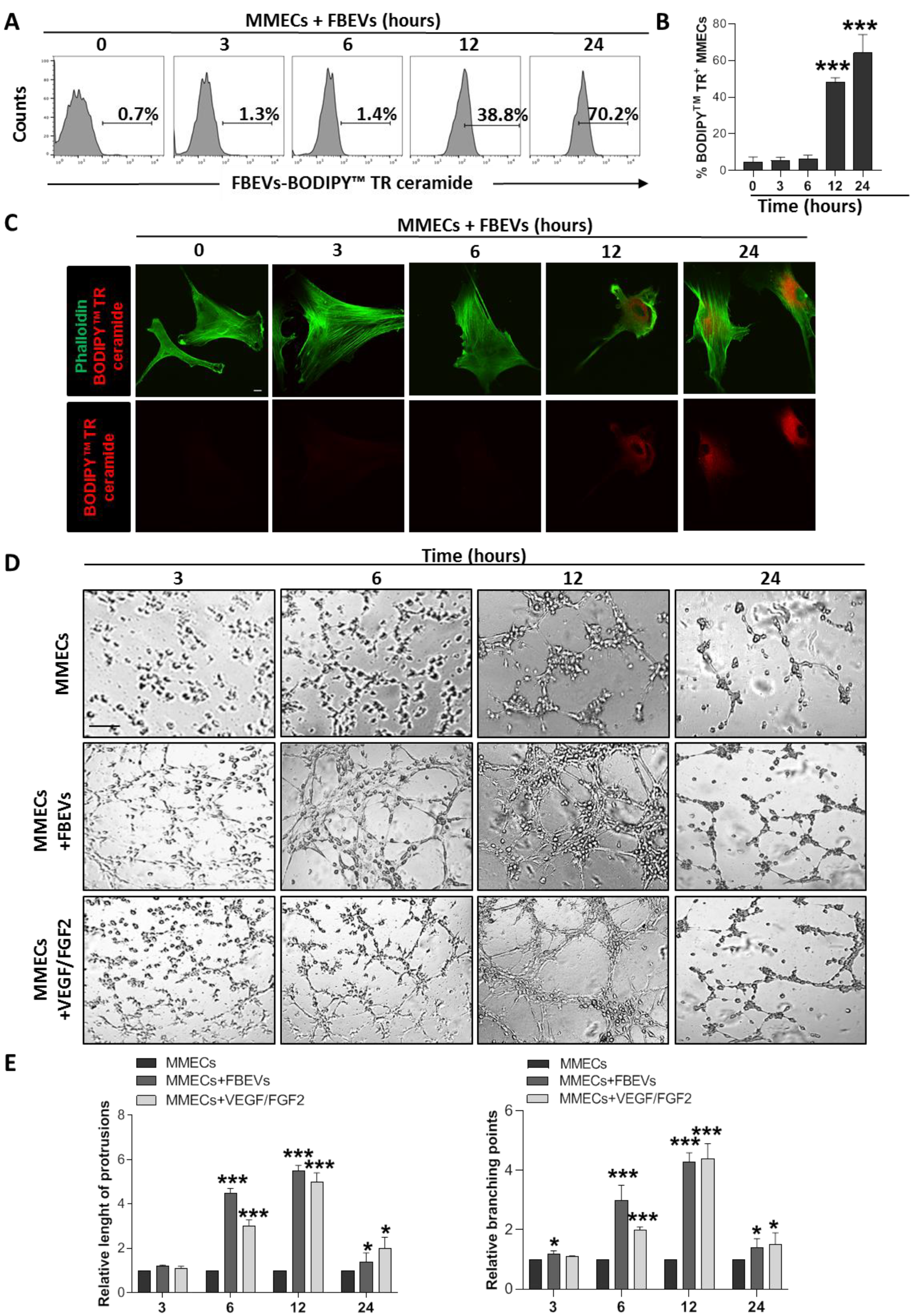 Biomedicines 11 01400 g001