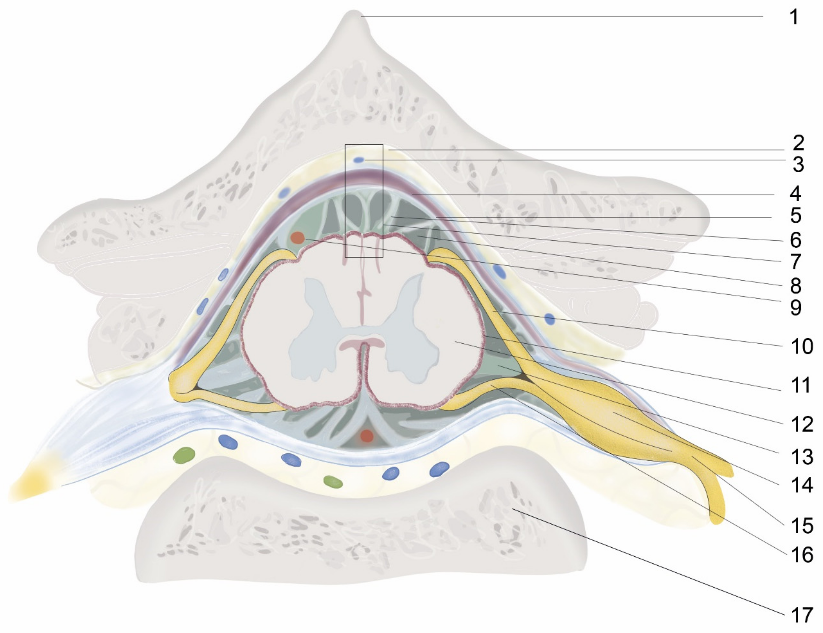 Biomedicines 11 01413 g001