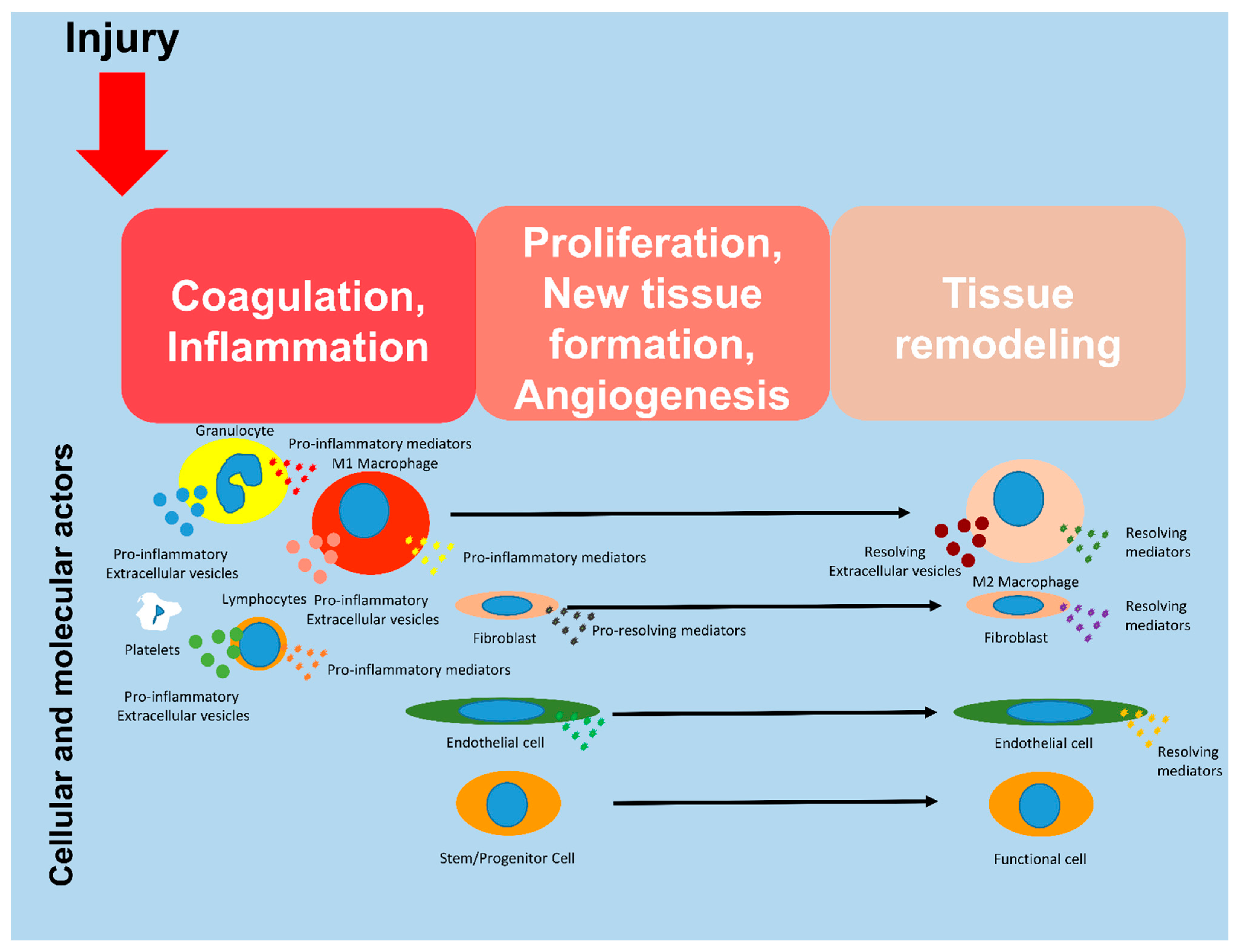 Biomedicines 11 01416 g001
