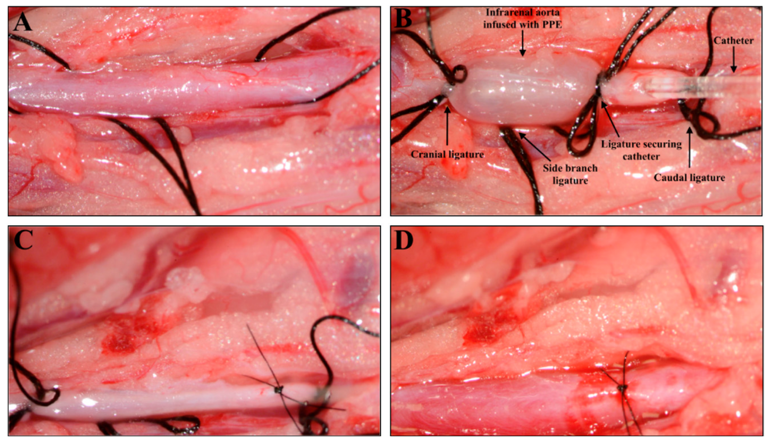 Biomedicines 11 01417 g001