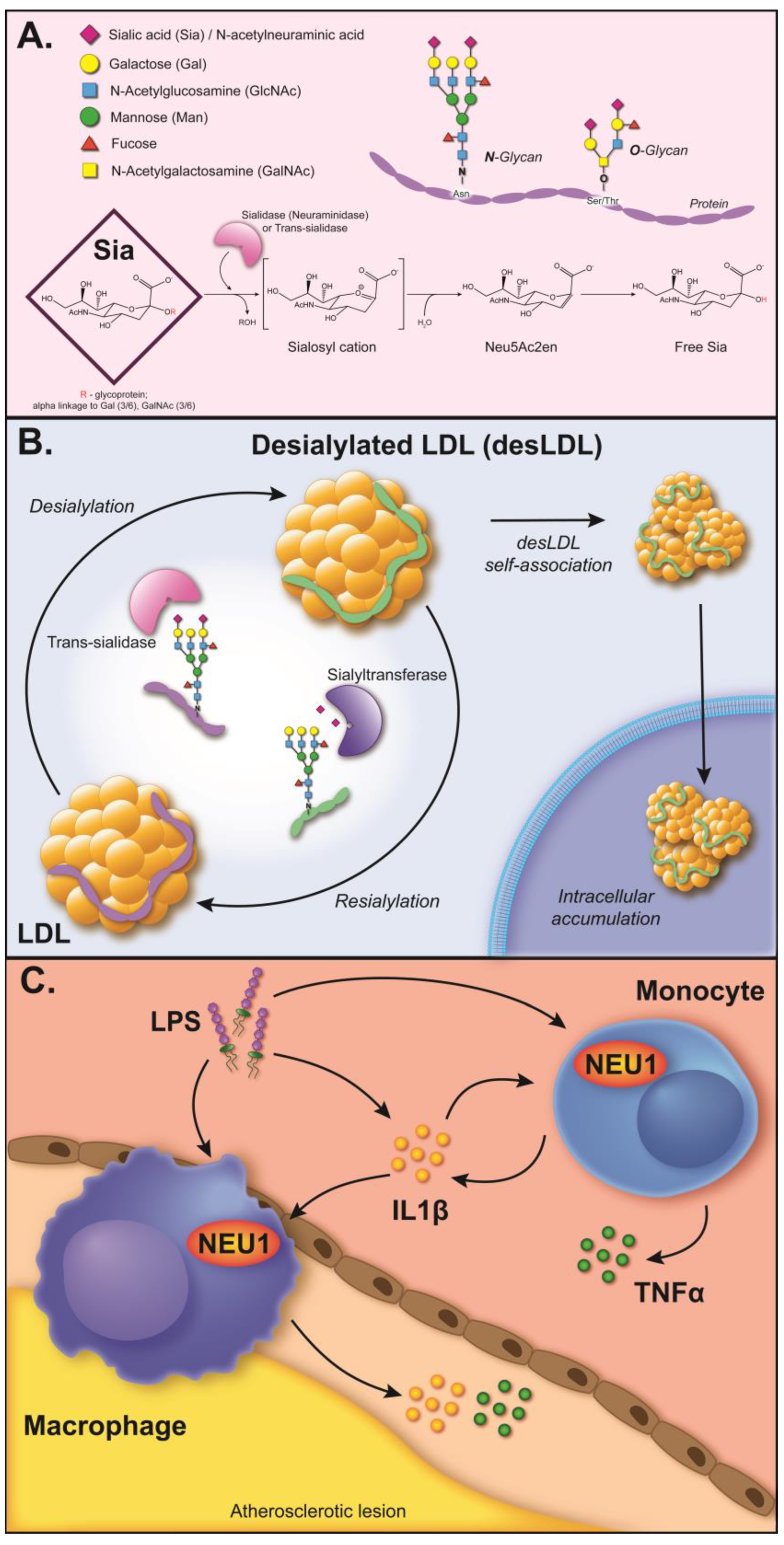 Biomedicines 11 01424 g001