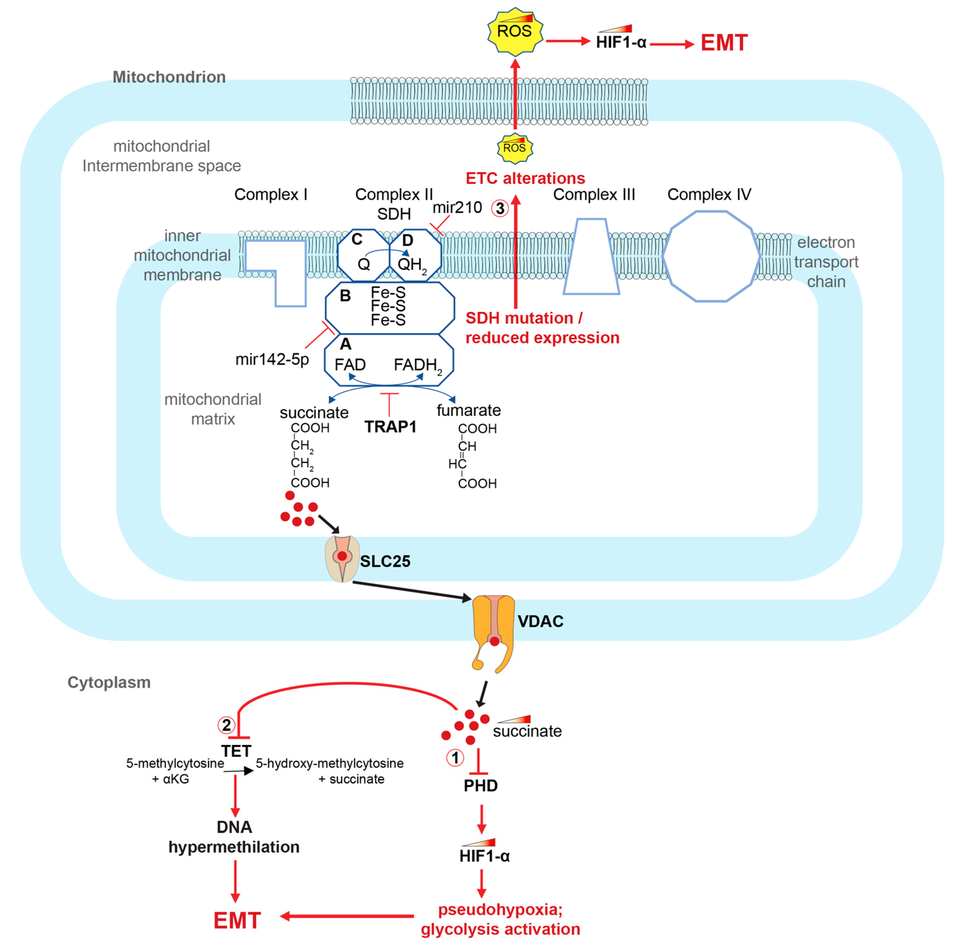 Biomedicines 11 01428 g002