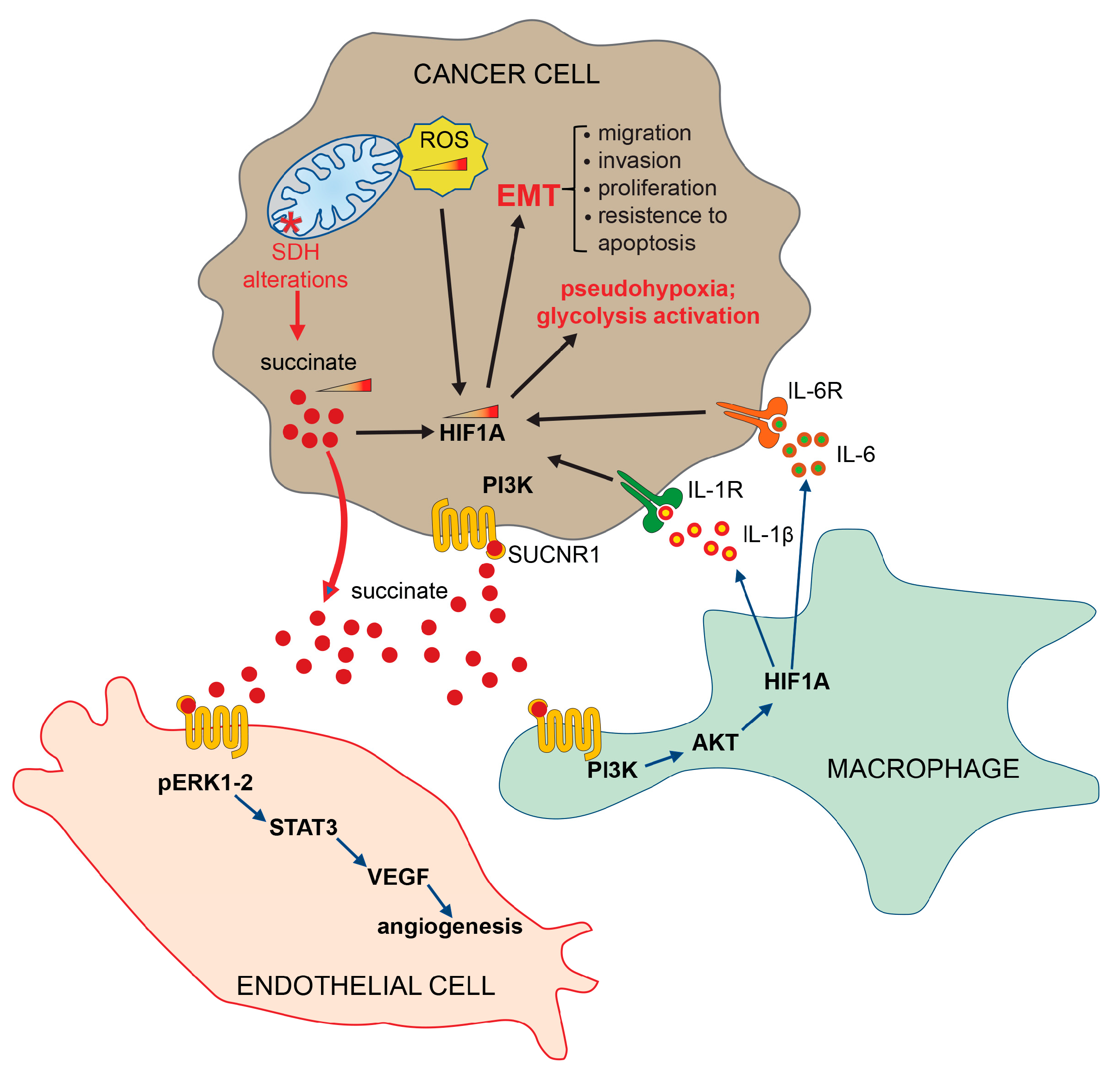 Biomedicines 11 01428 g003
