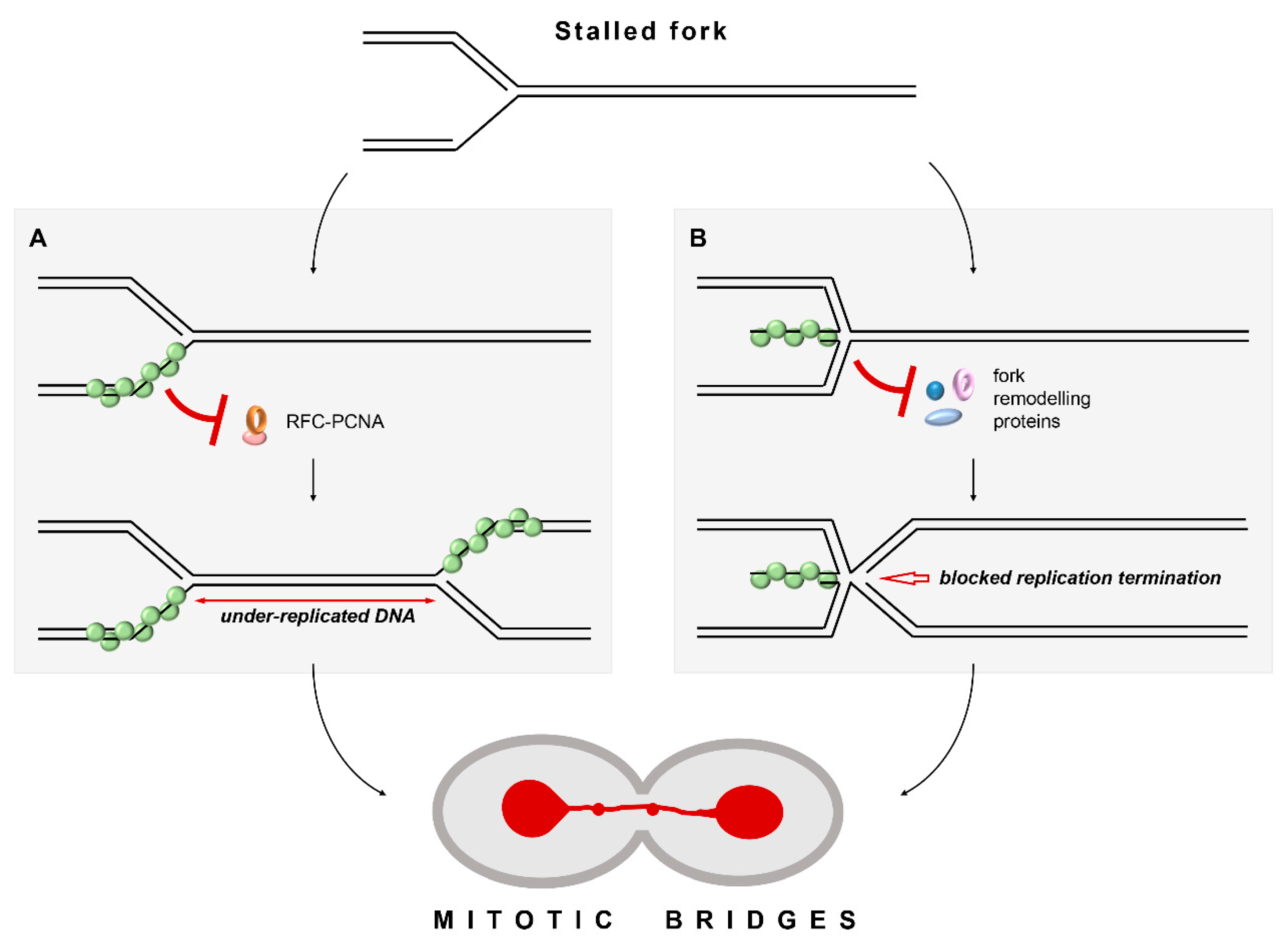 Biomedicines 11 01450 g006 Biomedicines 11 01450 g006
