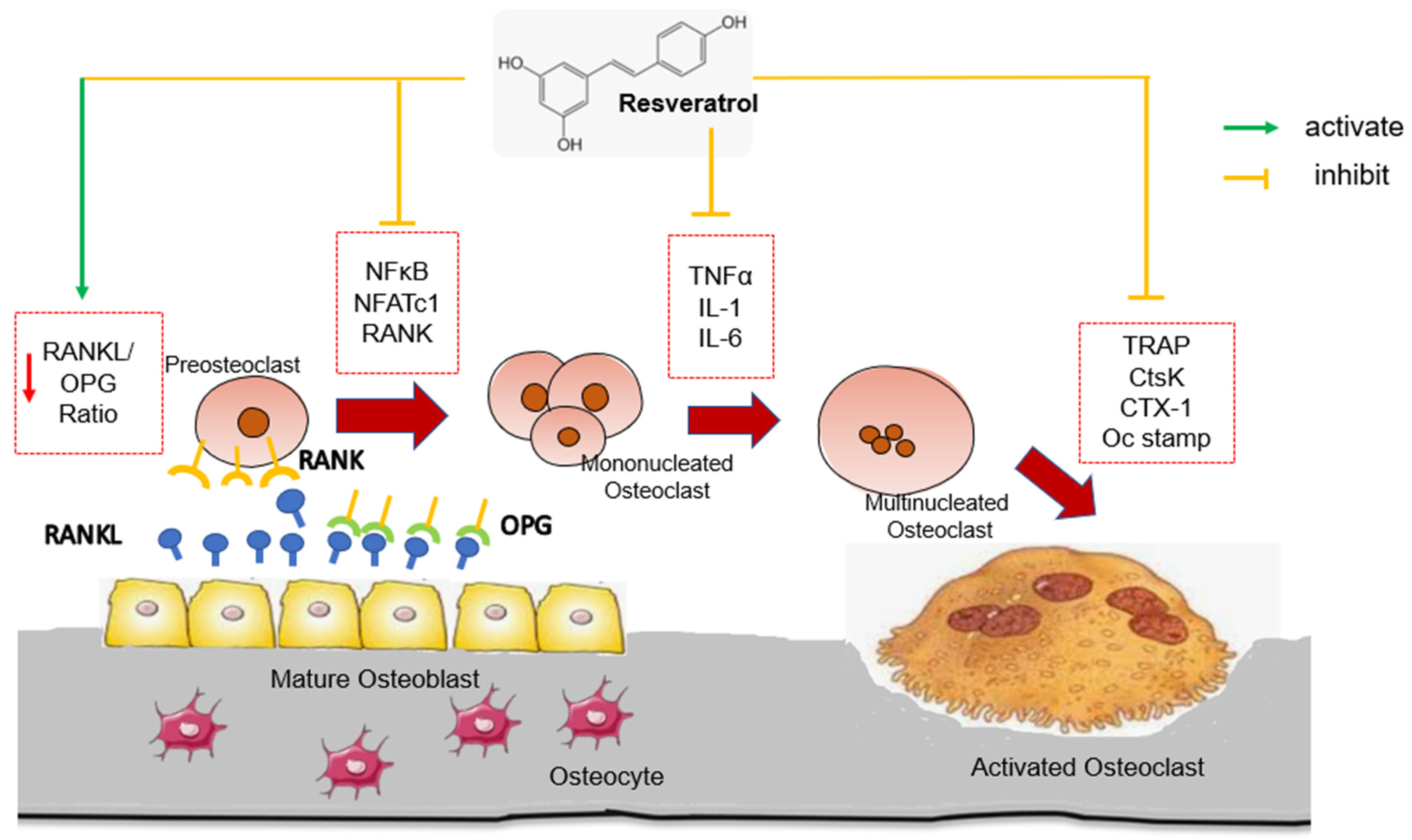 Biomedicines 11 01453 g001 Biomedicines 11 01453 g001