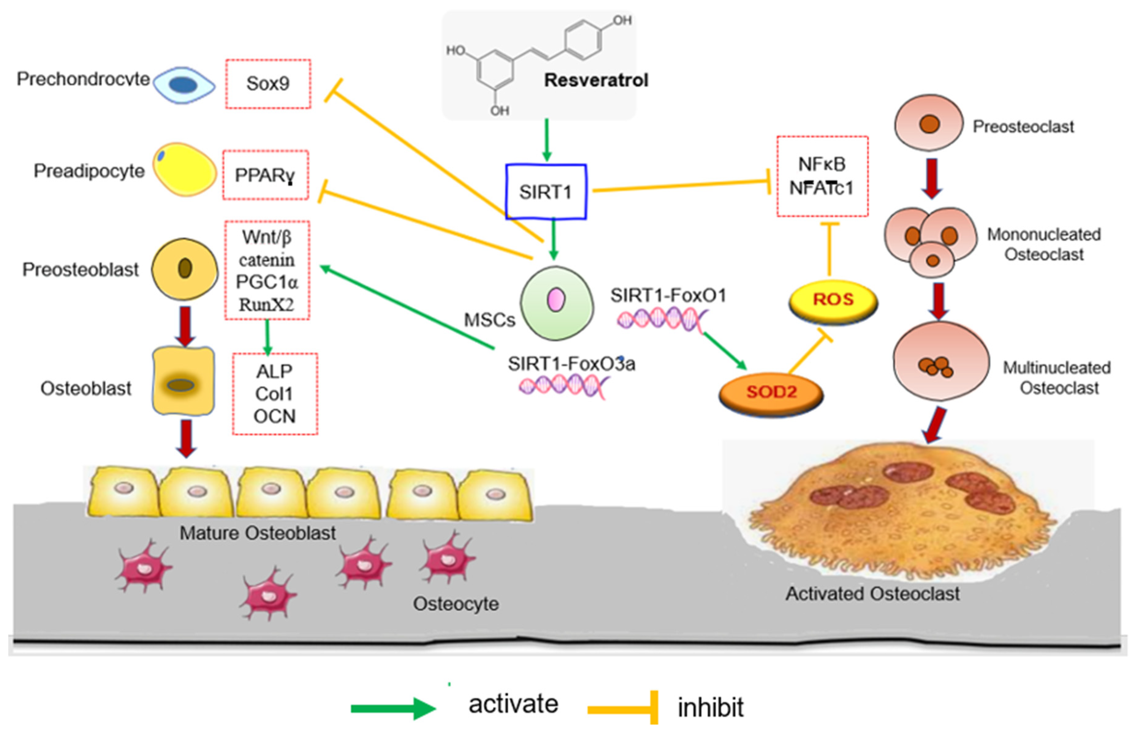 Biomedicines 11 01453 g002 Biomedicines 11 01453 g002