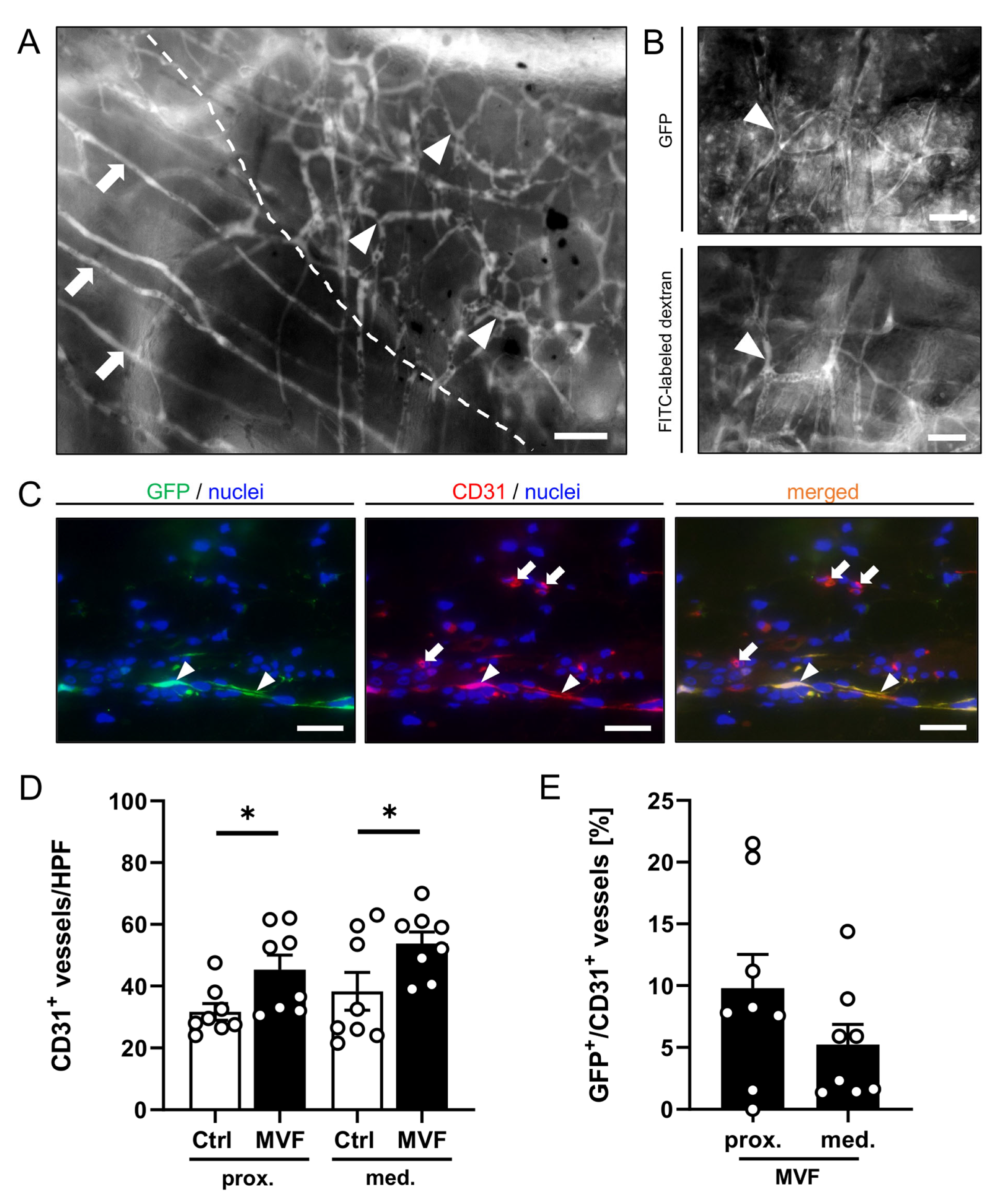 Biomedicines 11 01454 g003
