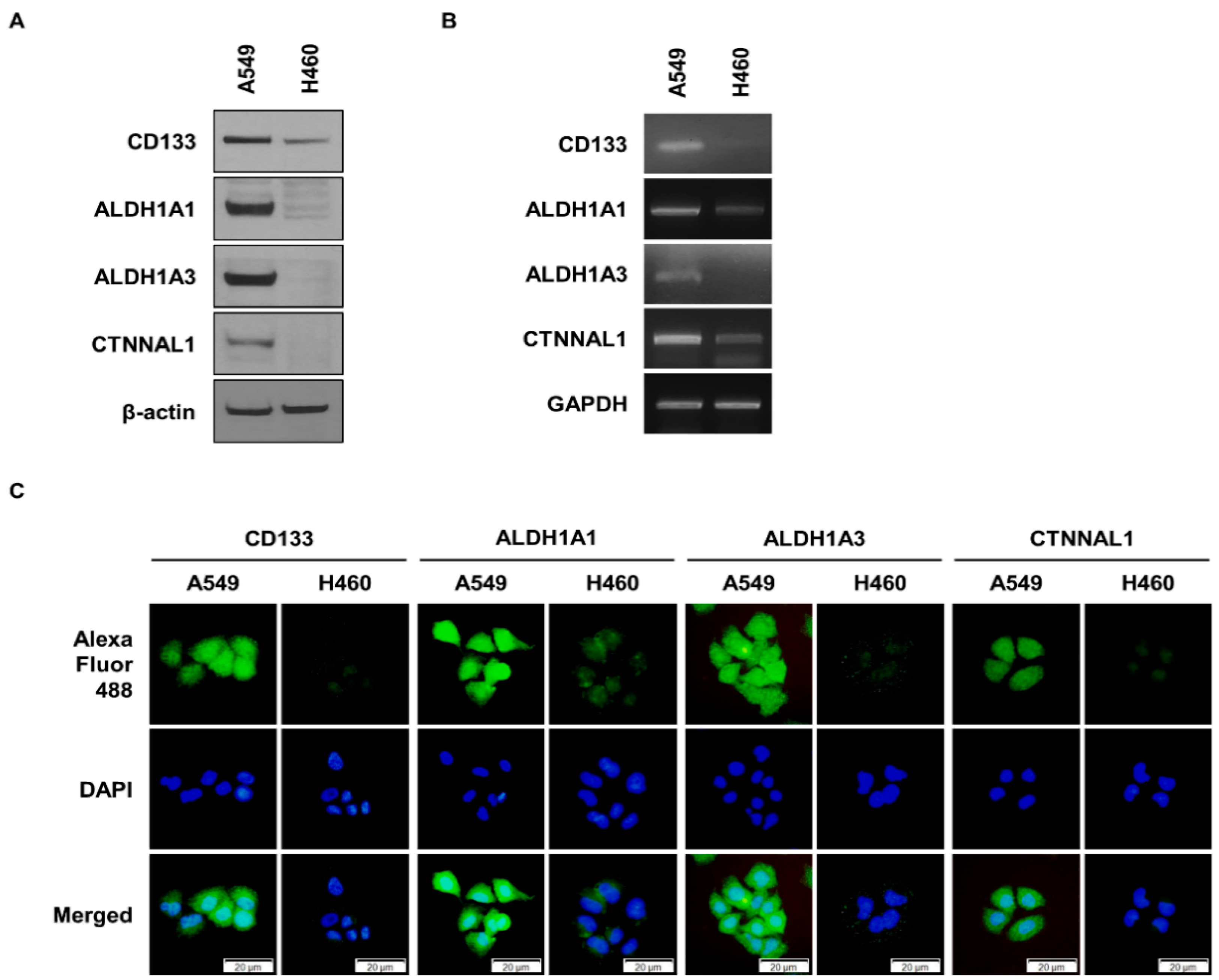 Biomedicines 11 01462 g001