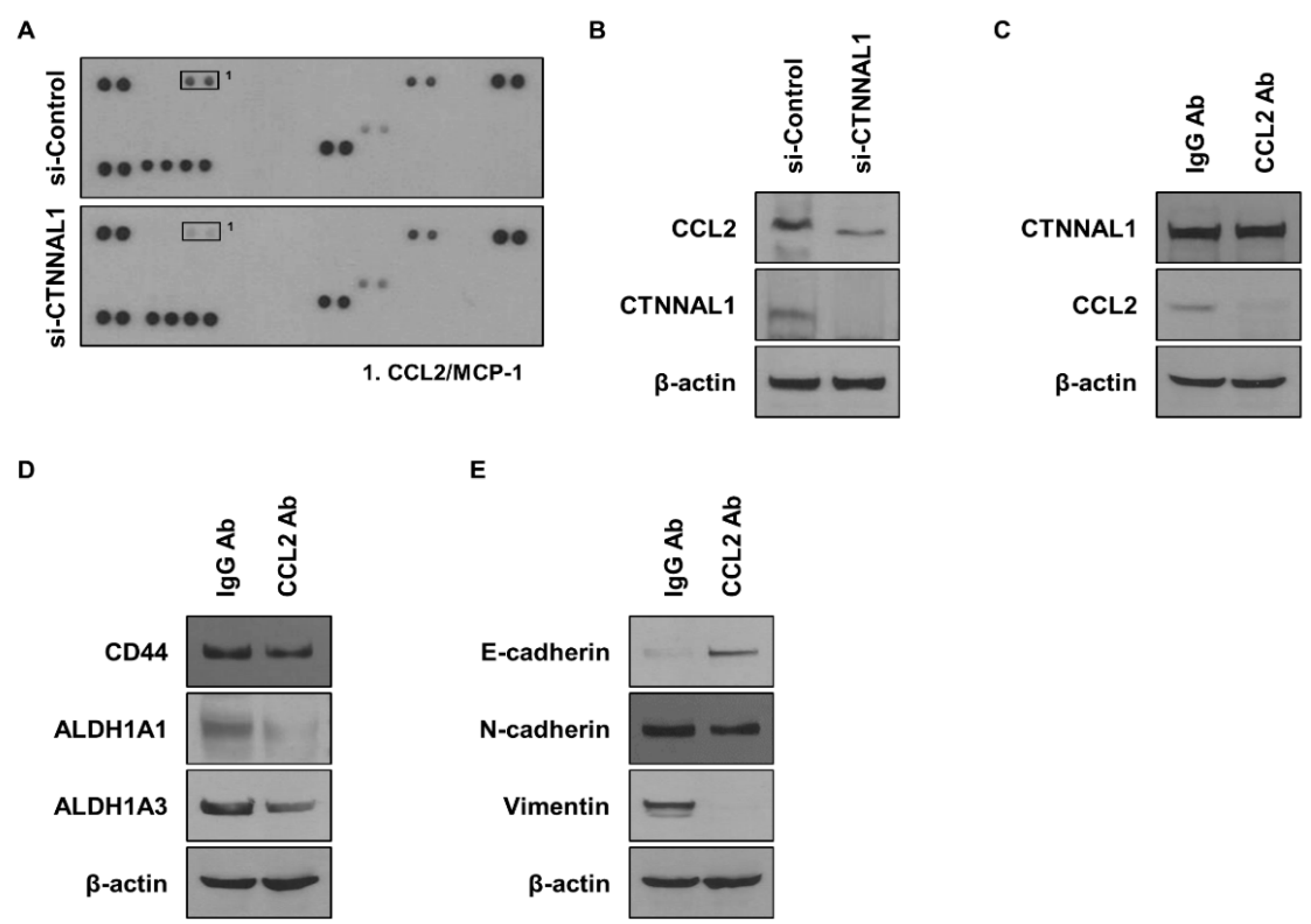 Biomedicines 11 01462 g004