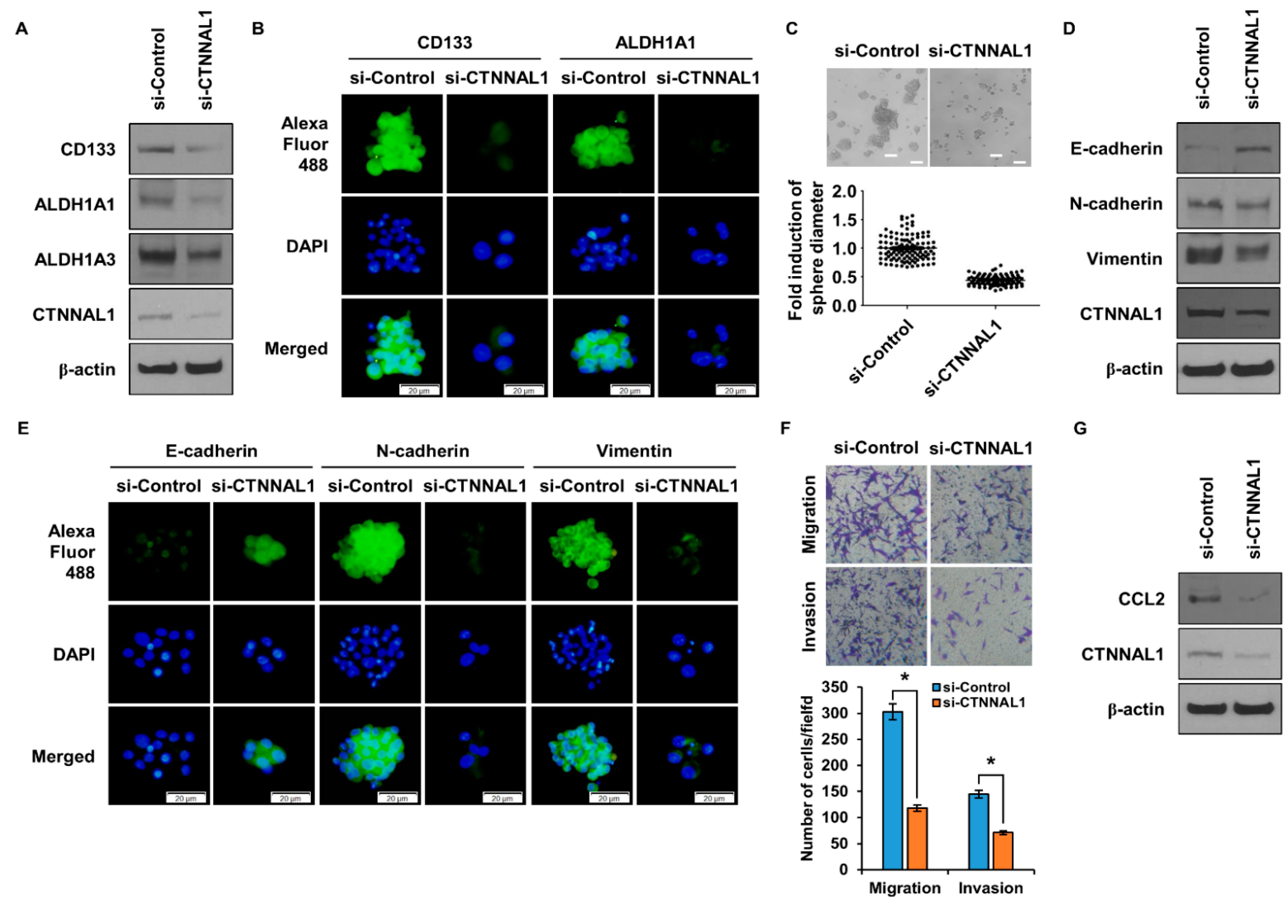 Biomedicines 11 01462 g005