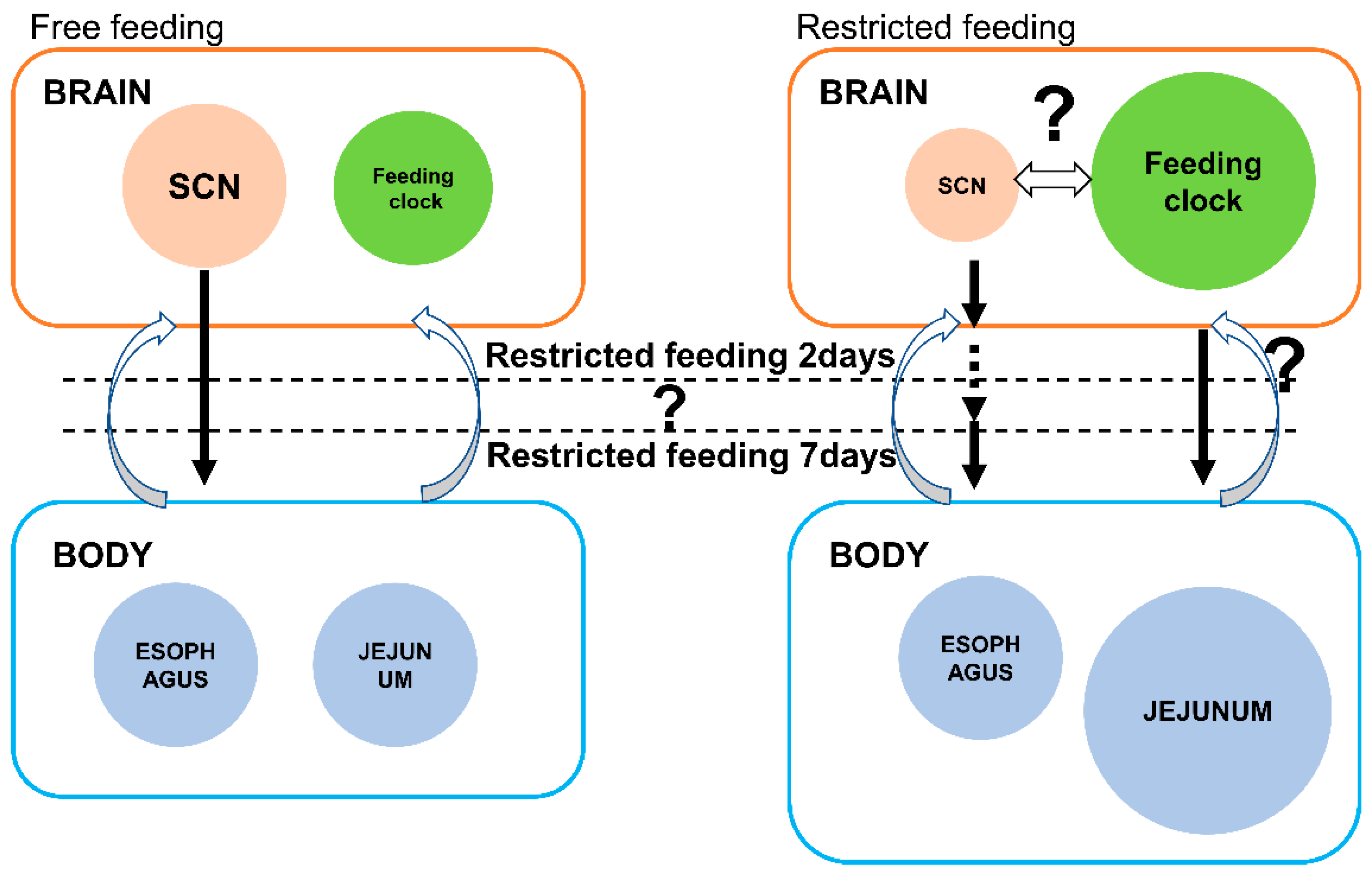 Biomedicines 11 01463 g006