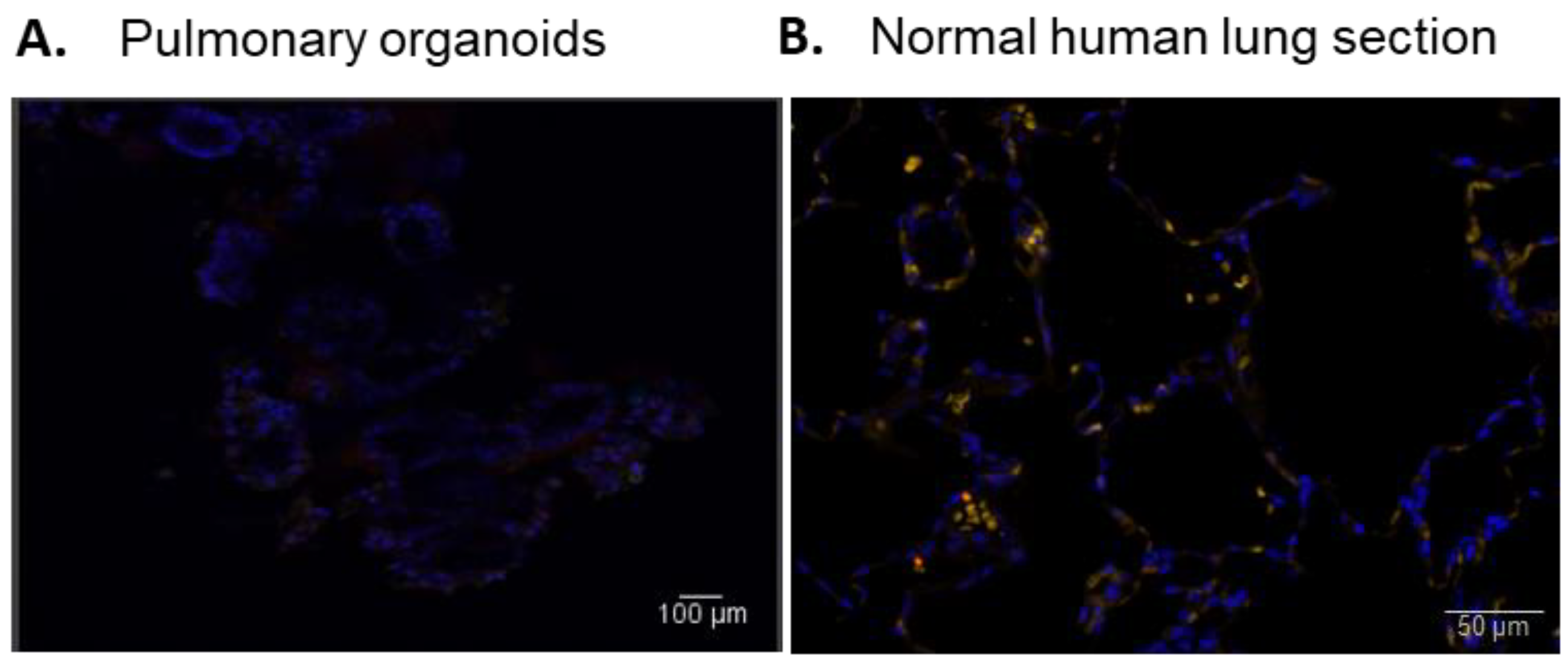 Biomedicines 11 01476 g0a2 Biomedicines 11 01476 g0a2